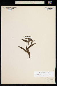 Buglossoides purpurocaerulea image