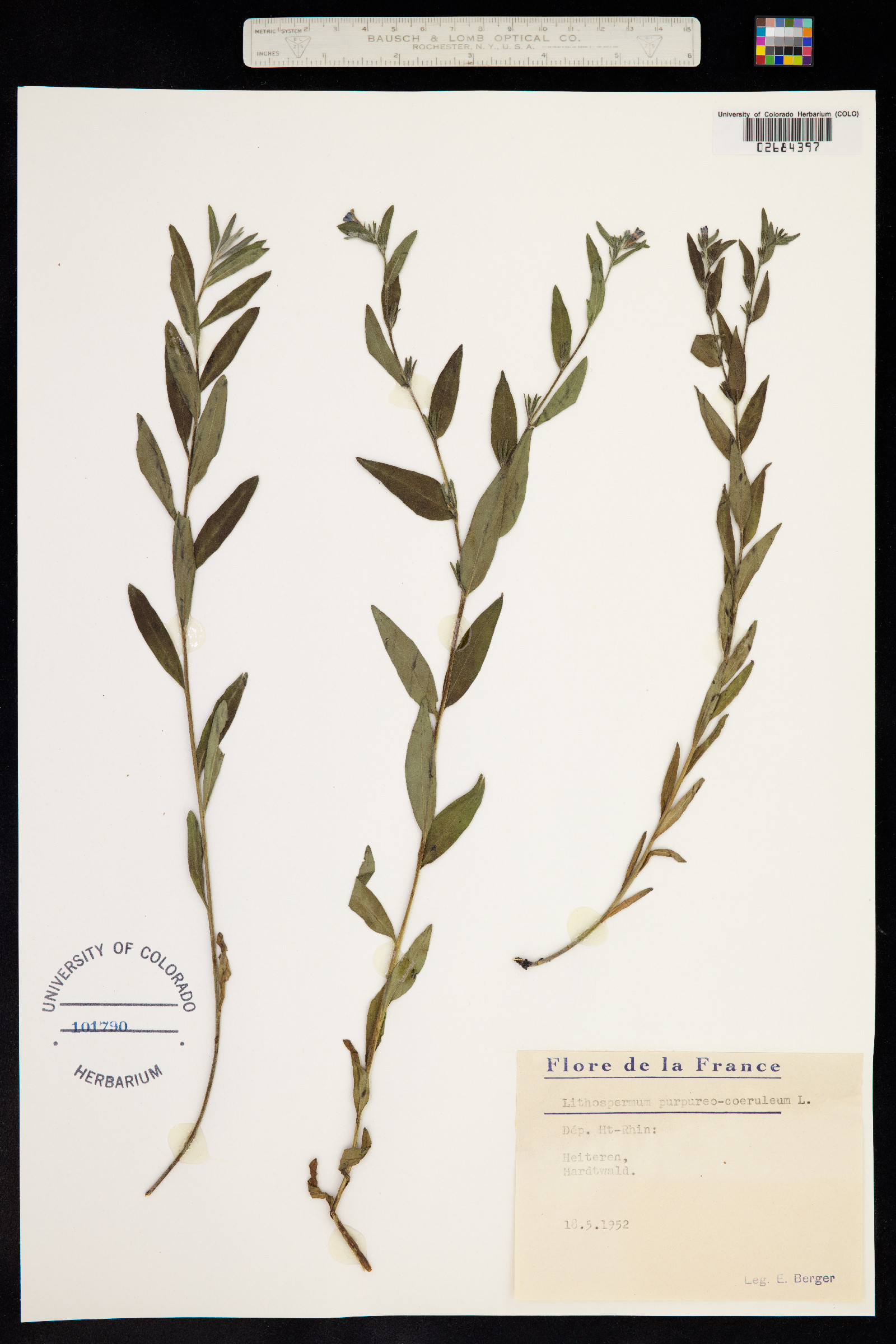 Buglossoides purpurocaerulea image