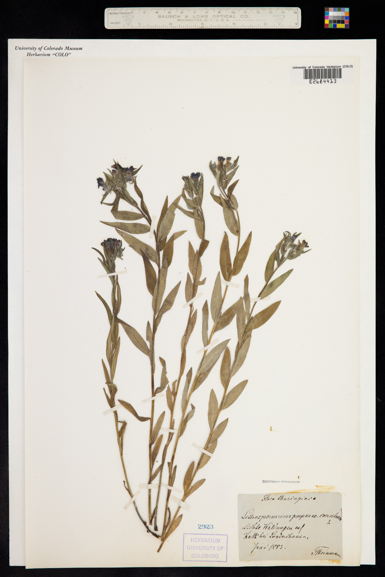 Buglossoides purpurocaerulea image
