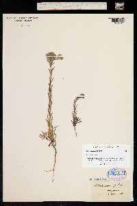 Image of Lithospermum apulum
