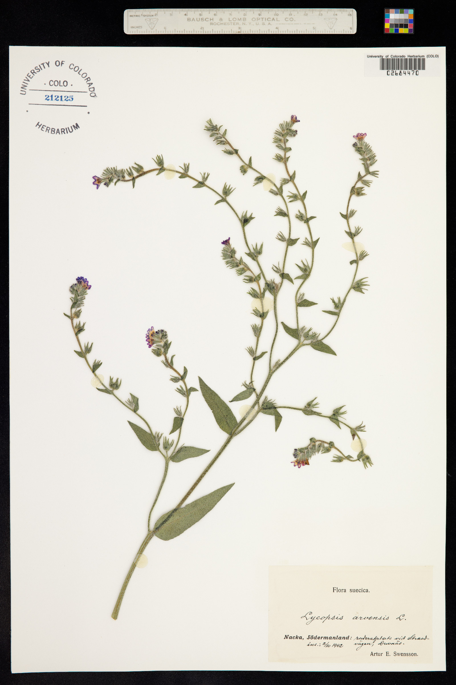 Anchusa image