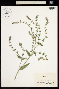 Image of Anchusa arvensis