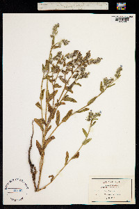 Anchusa arvensis image