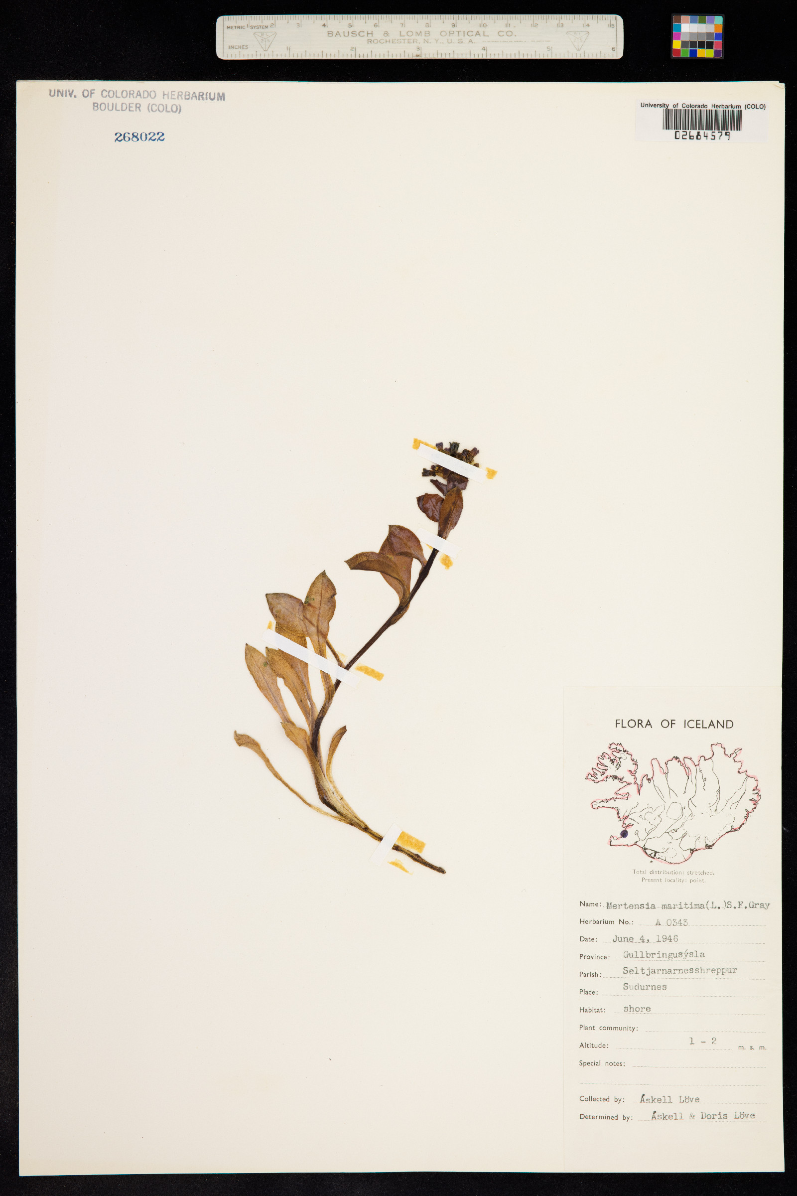 Mertensia maritima image