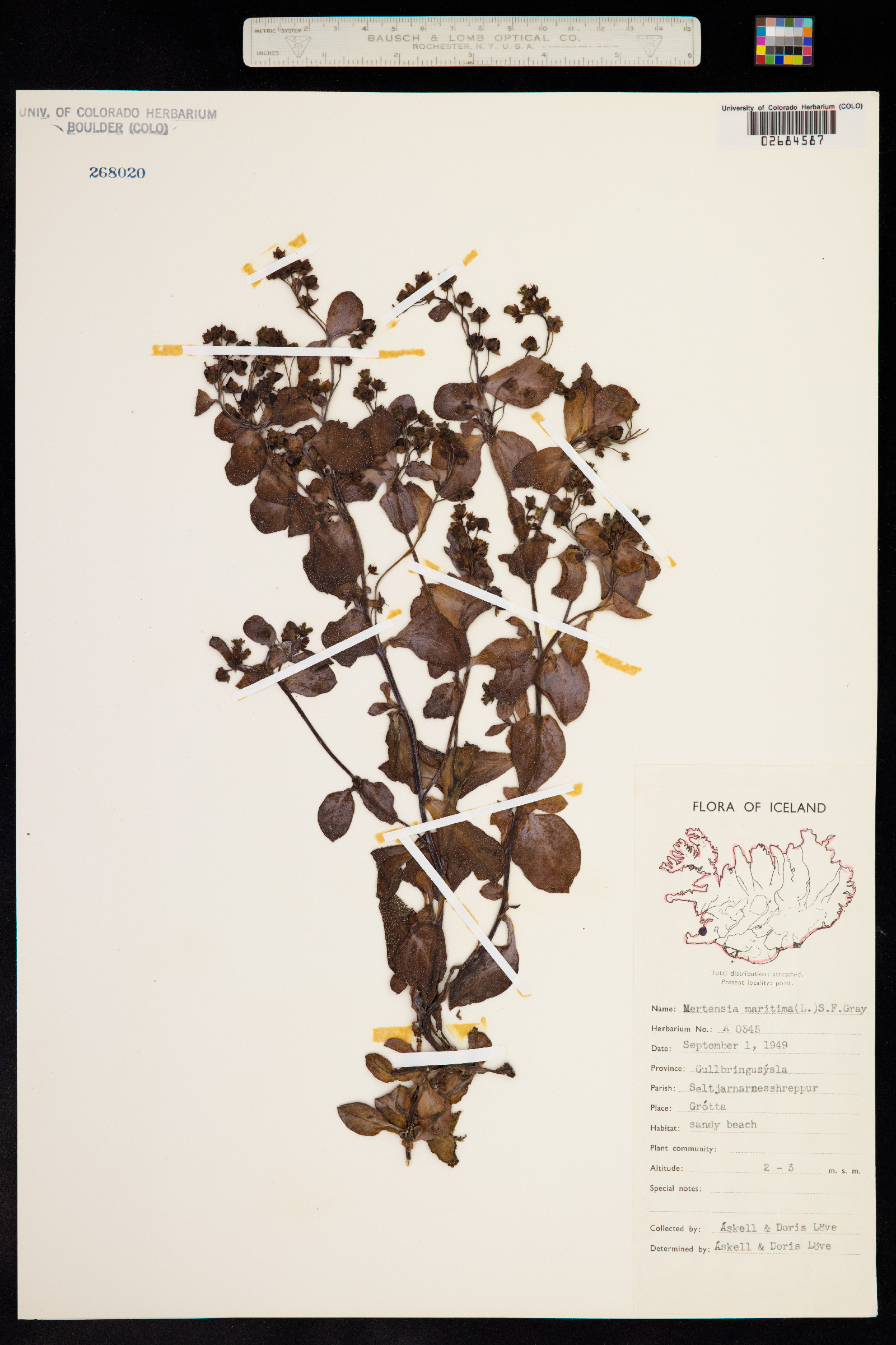 Mertensia maritima image