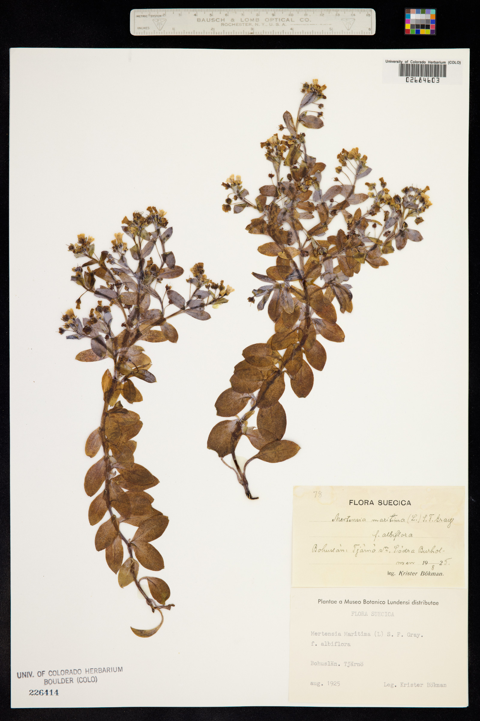 Mertensia maritima image