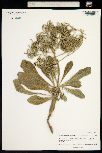 Image of Tournefortia argentea