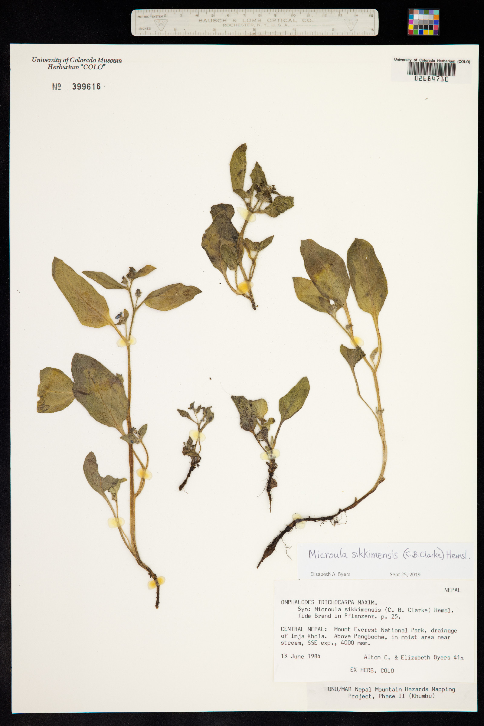 Microula sikkimensis image