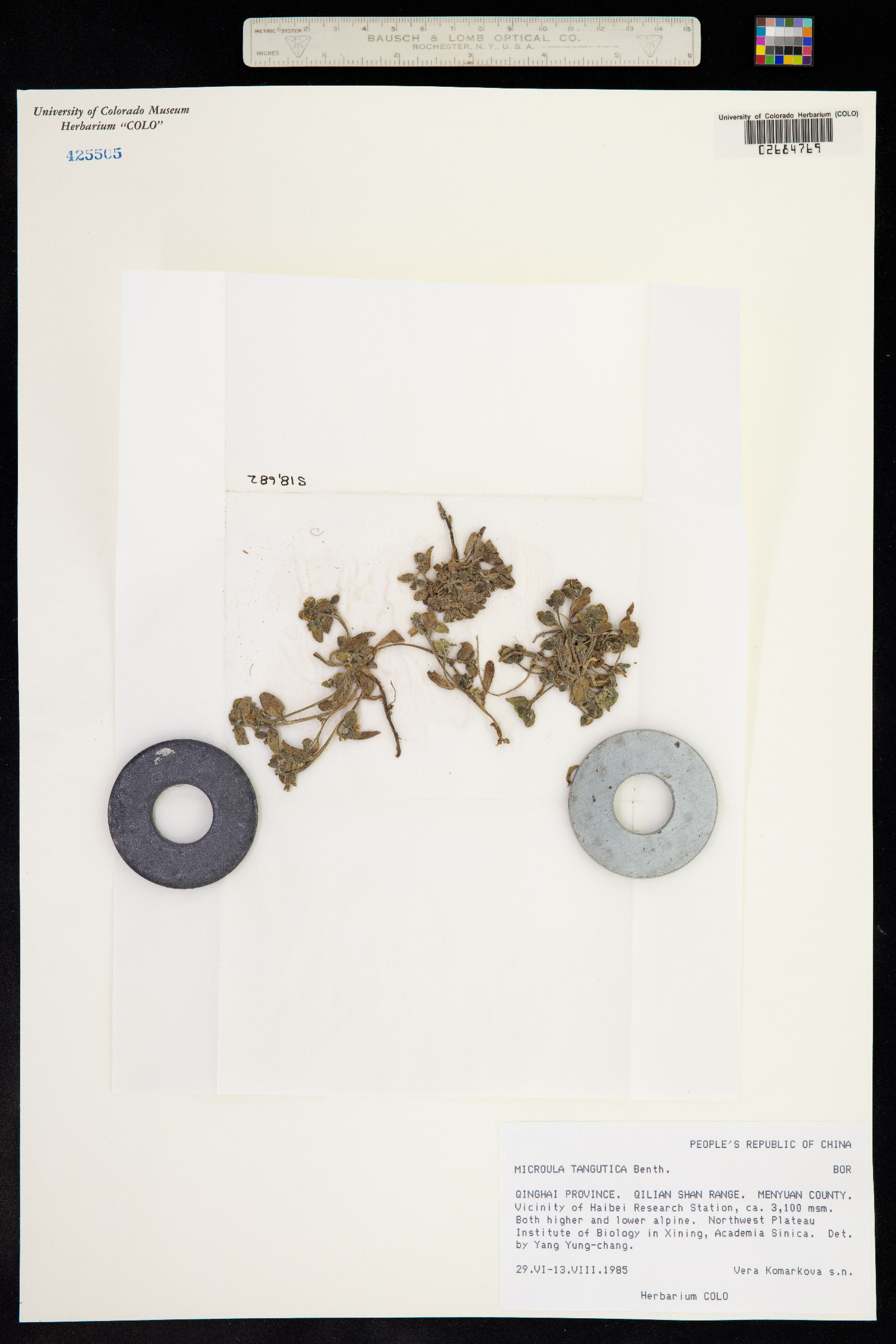 Microula tangutica image