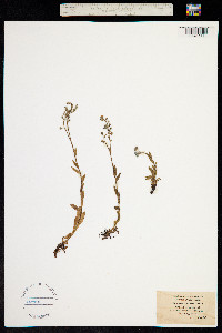 Myosotis asiatica image