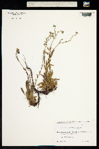 Myosotis asiatica image