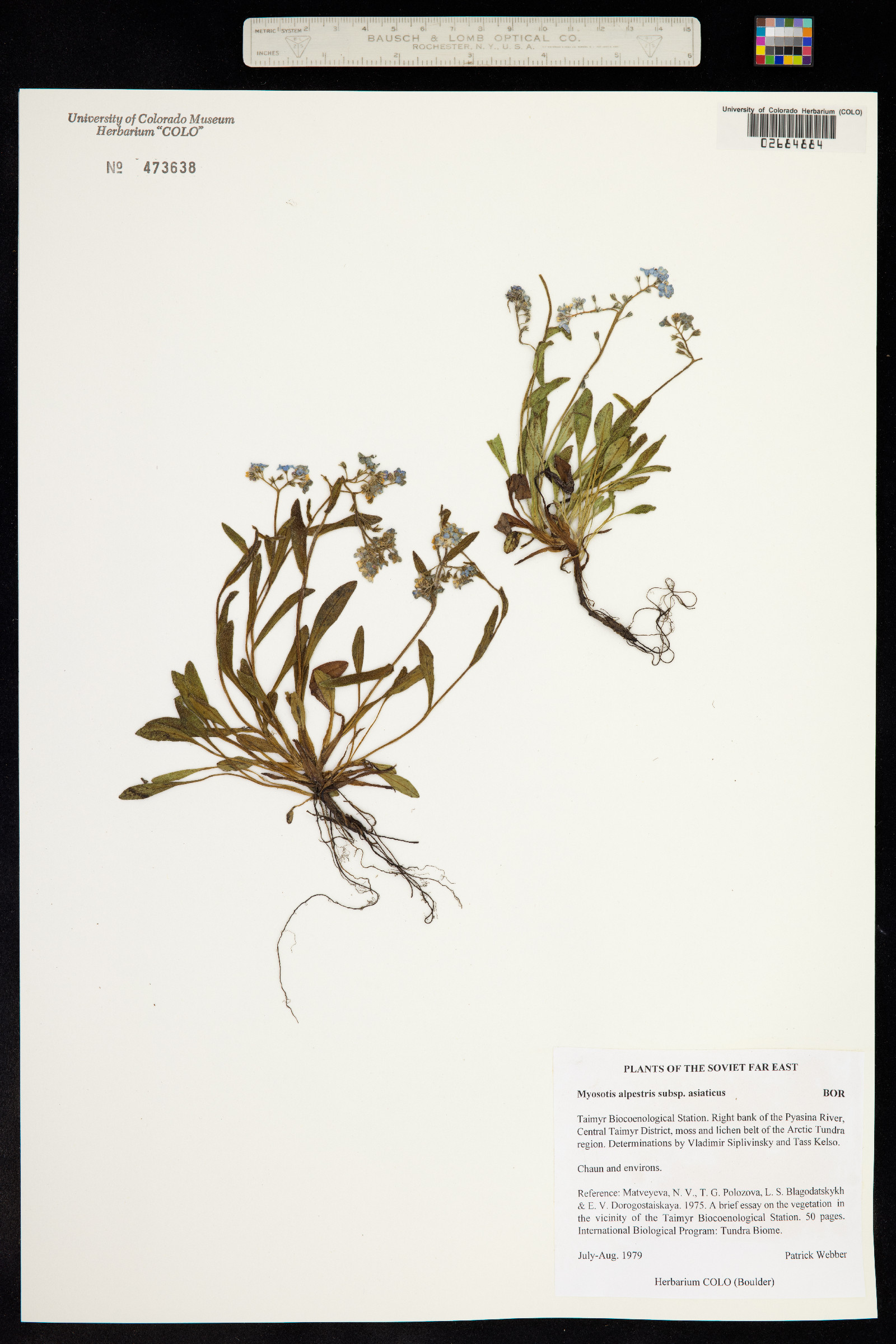 Myosotis asiatica image