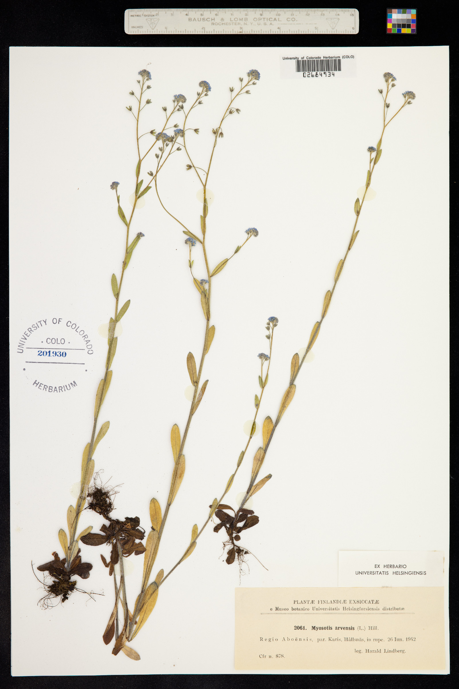 Myosotis arvensis image