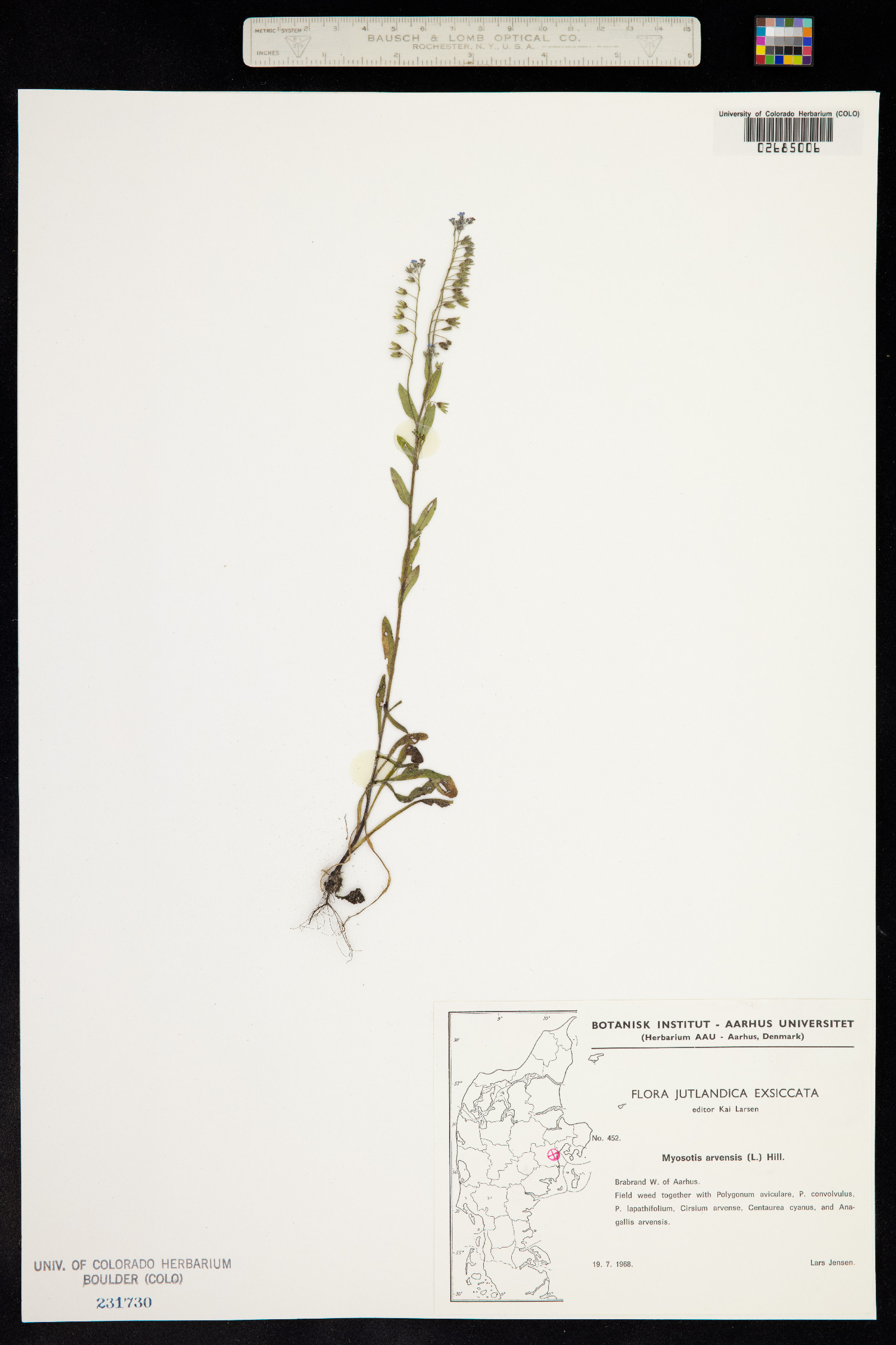 Myosotis arvensis image