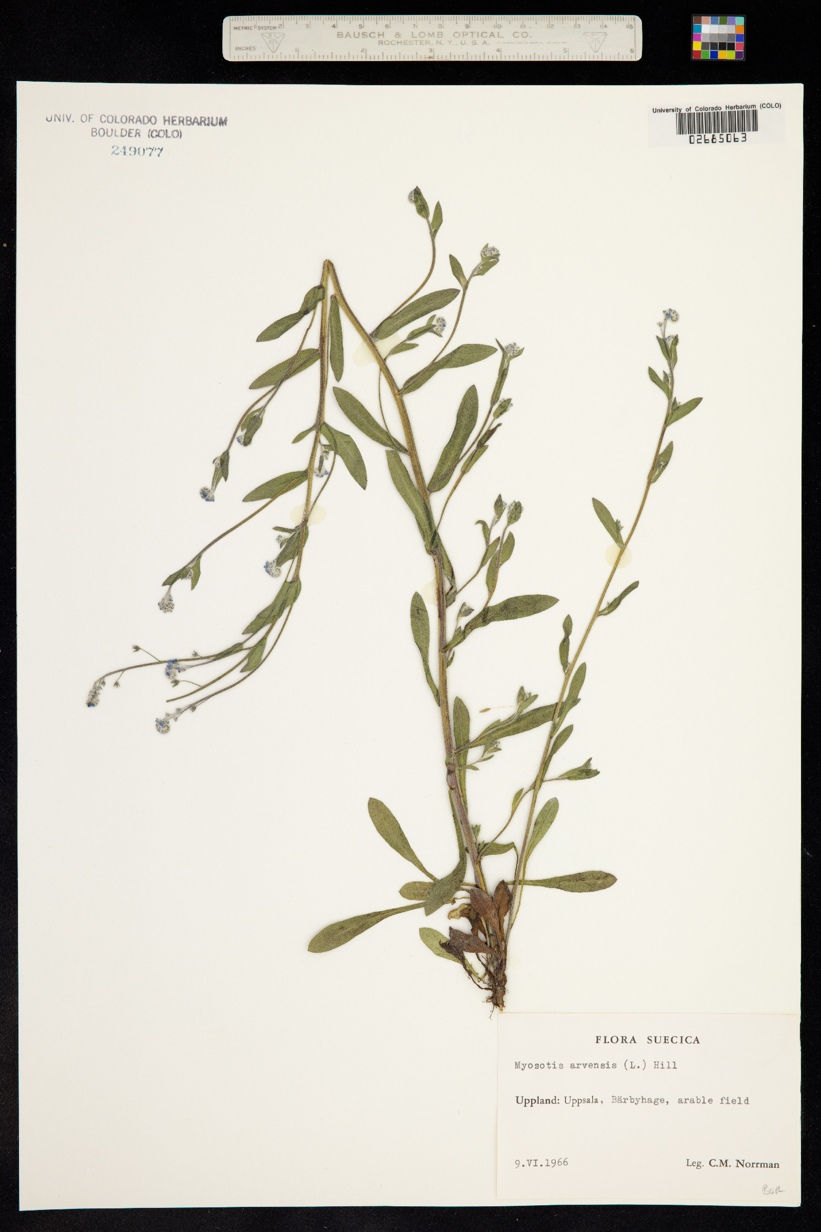 Myosotis arvensis image