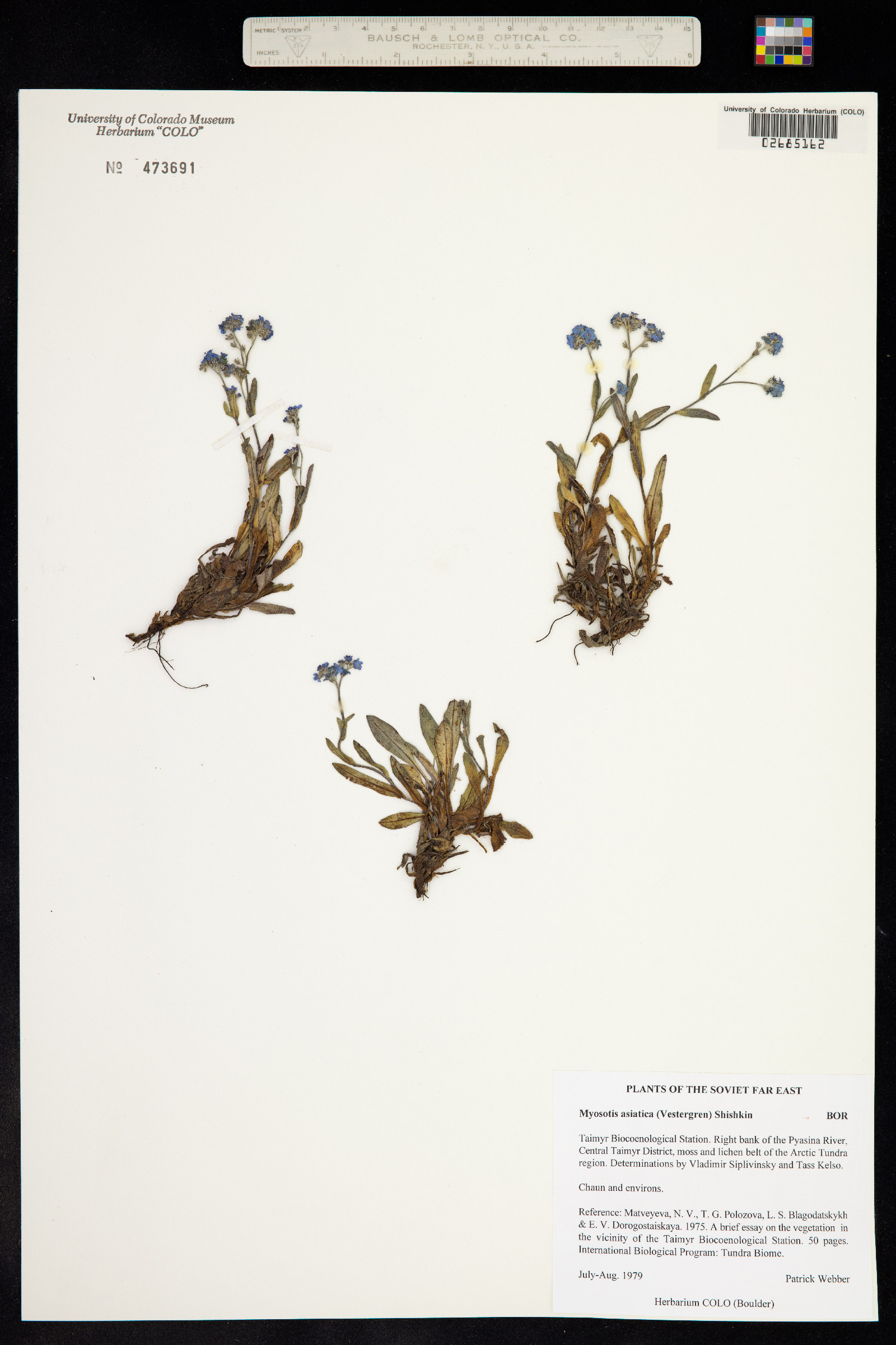 Myosotis image