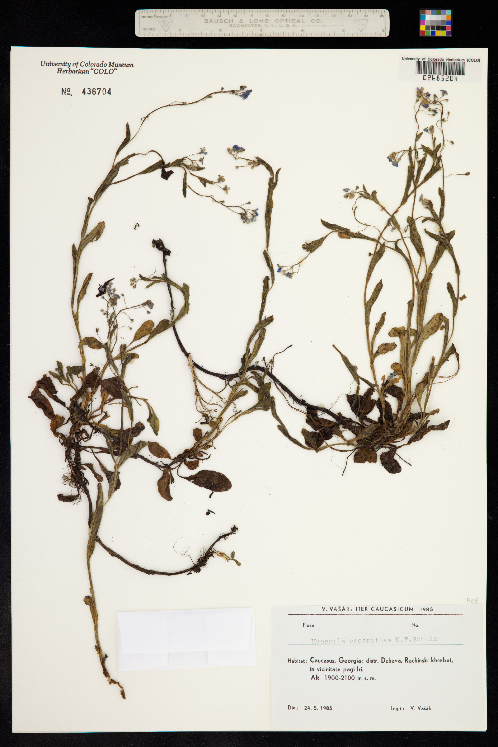 Myosotis laxa subsp. caespitosa image