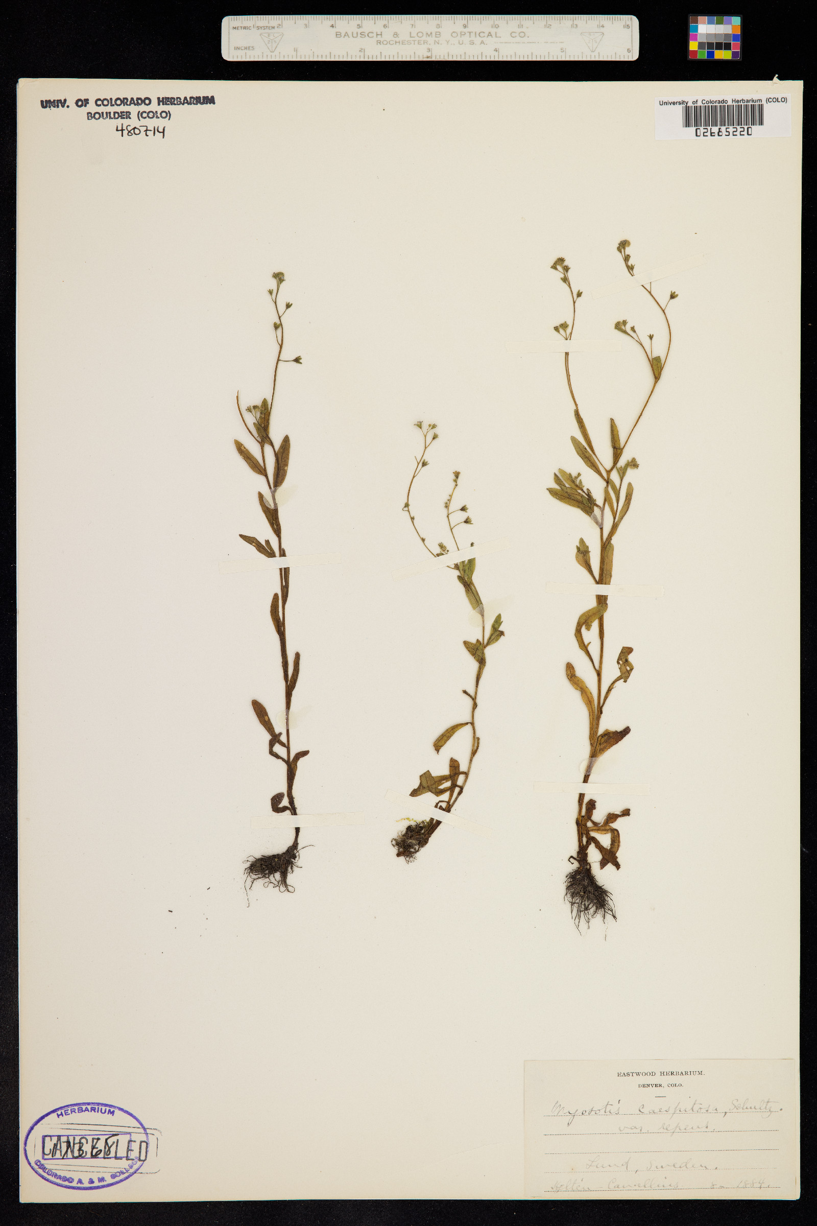 Myosotis laxa subsp. caespitosa image
