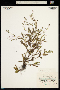 Myosotis laxa subsp. caespitosa image