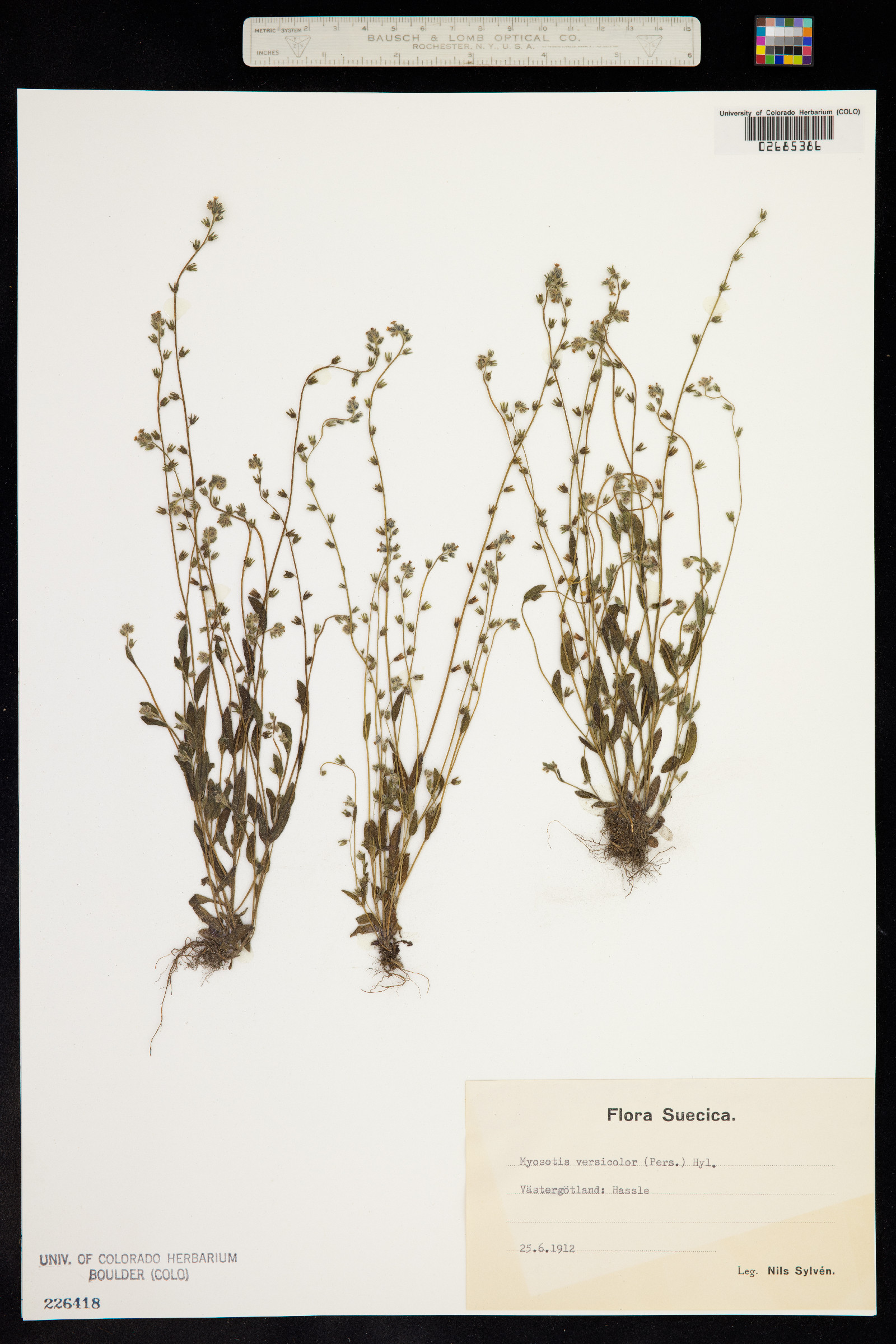 Myosotis discolor image