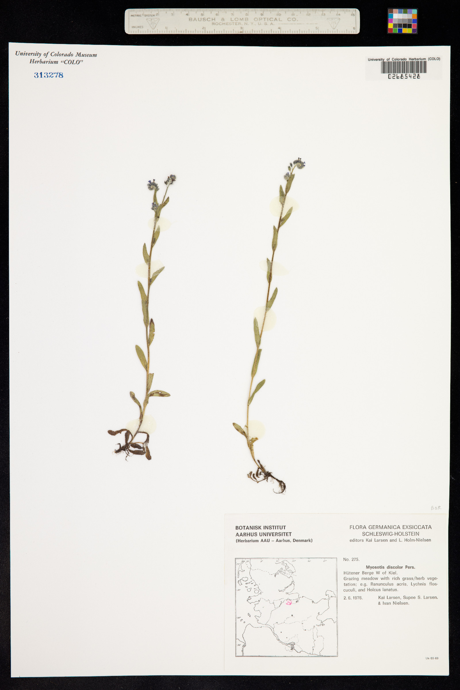 Myosotis discolor image