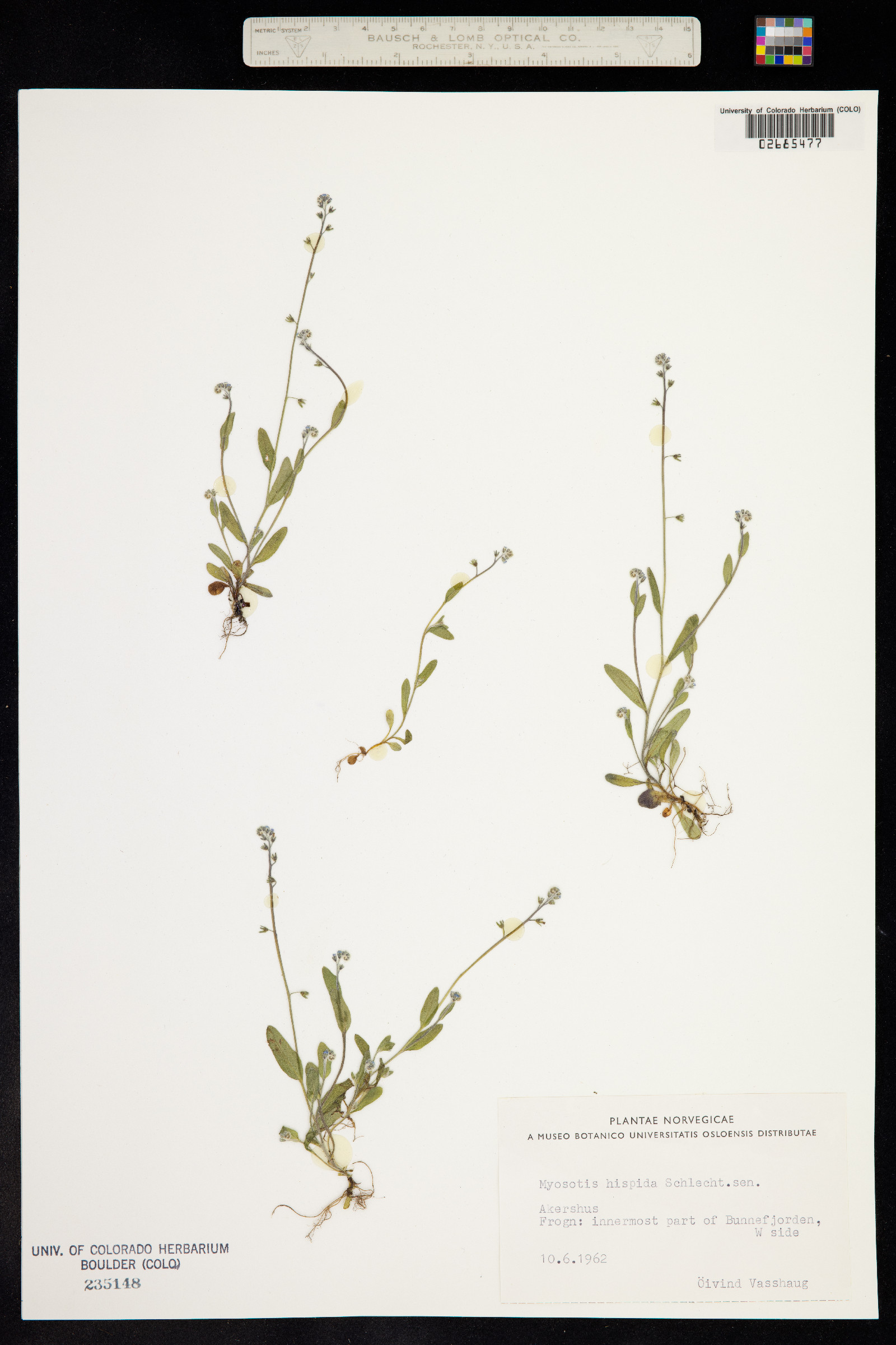 Myosotis ramosissima image