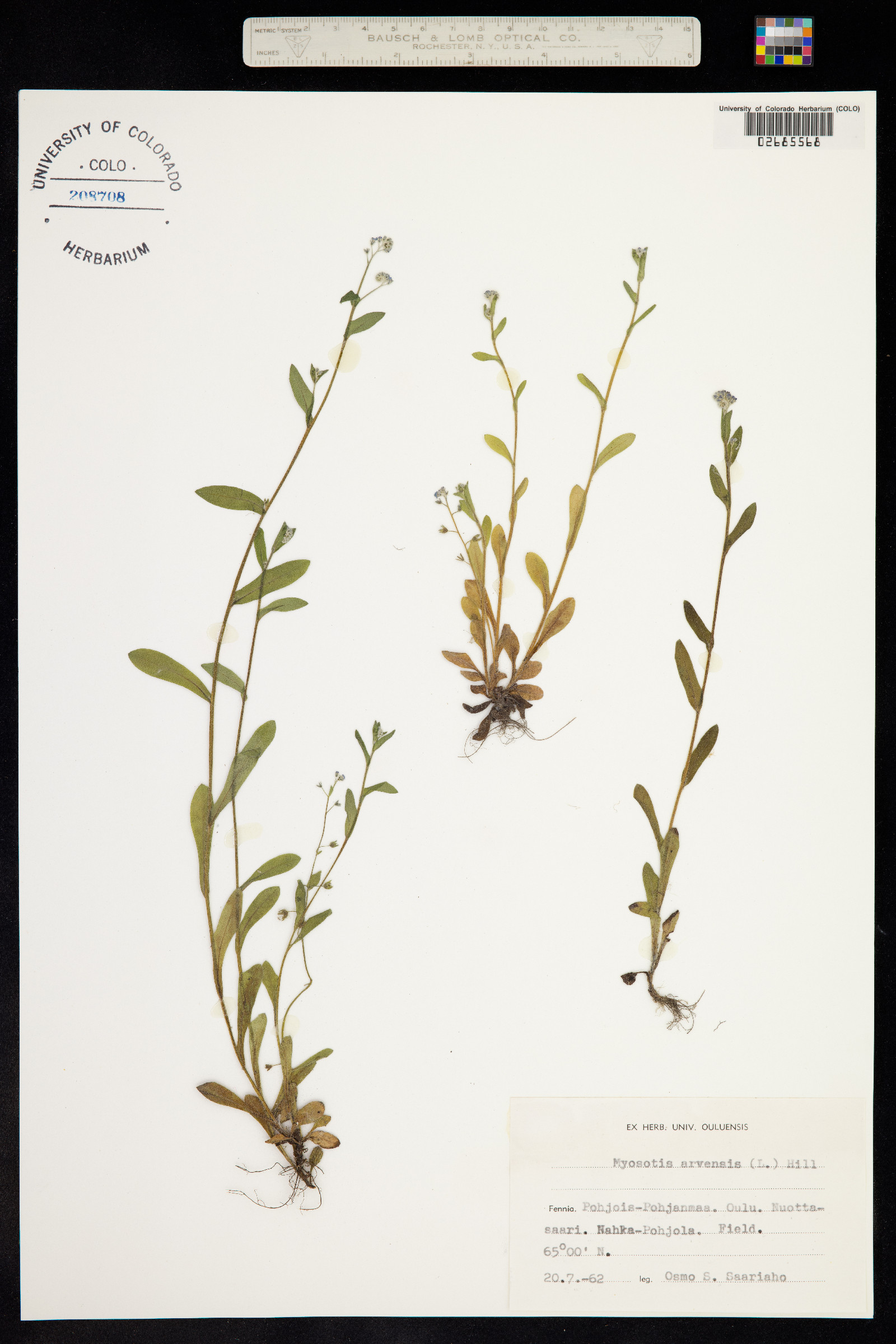 Myosotis arvensis image