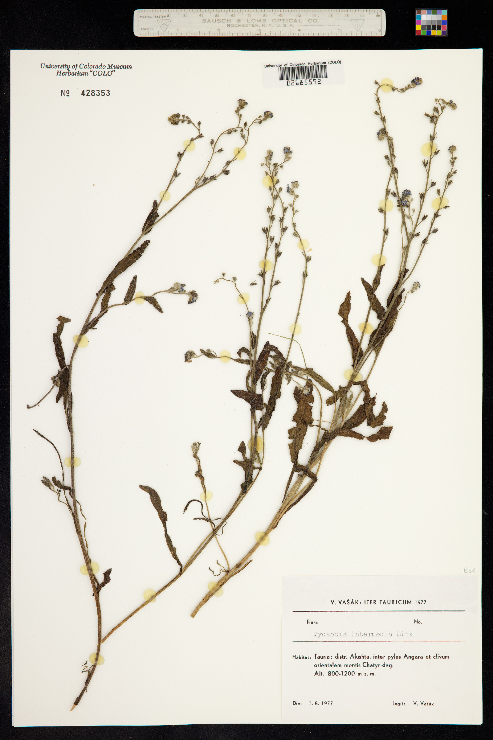 Myosotis intermedia image