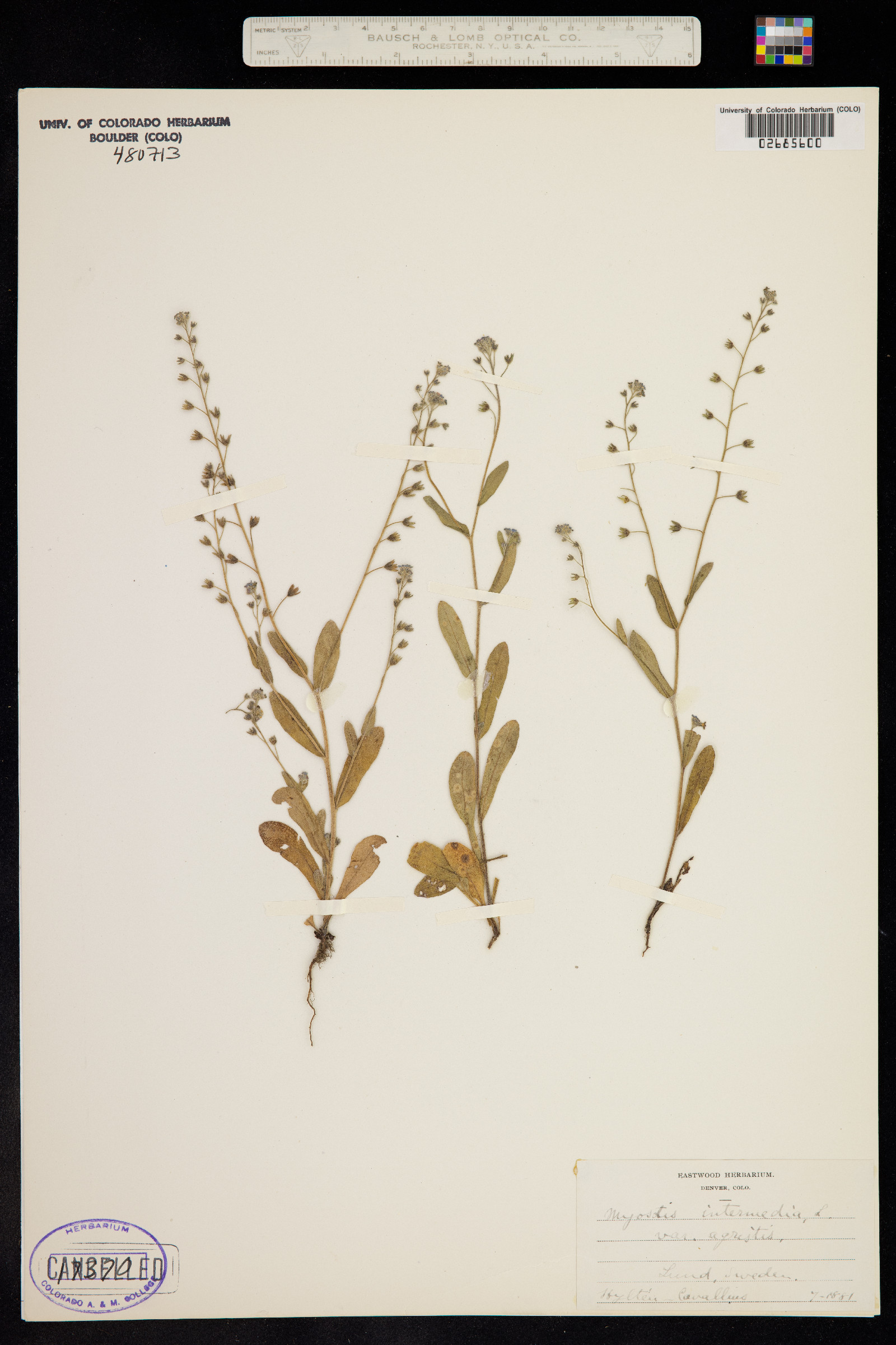 Myosotis intermedia image