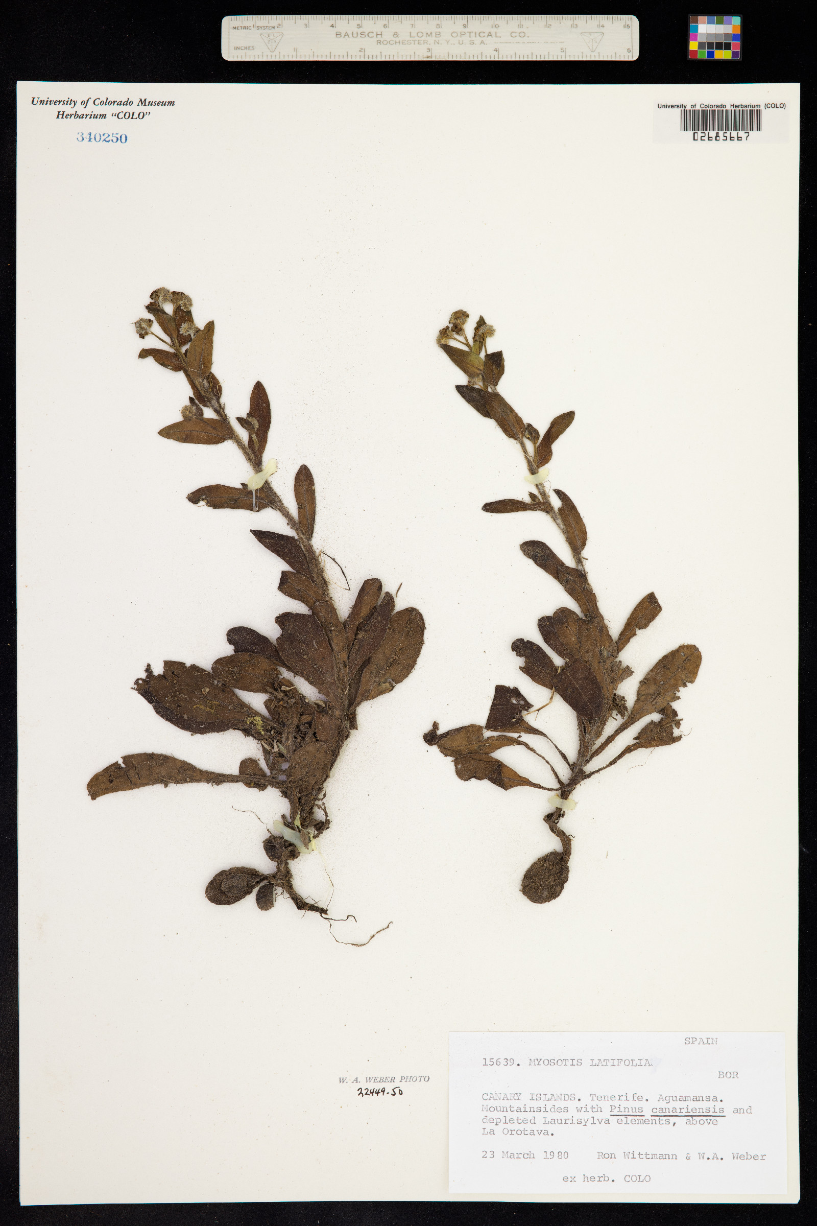 Myosotis latifolia image