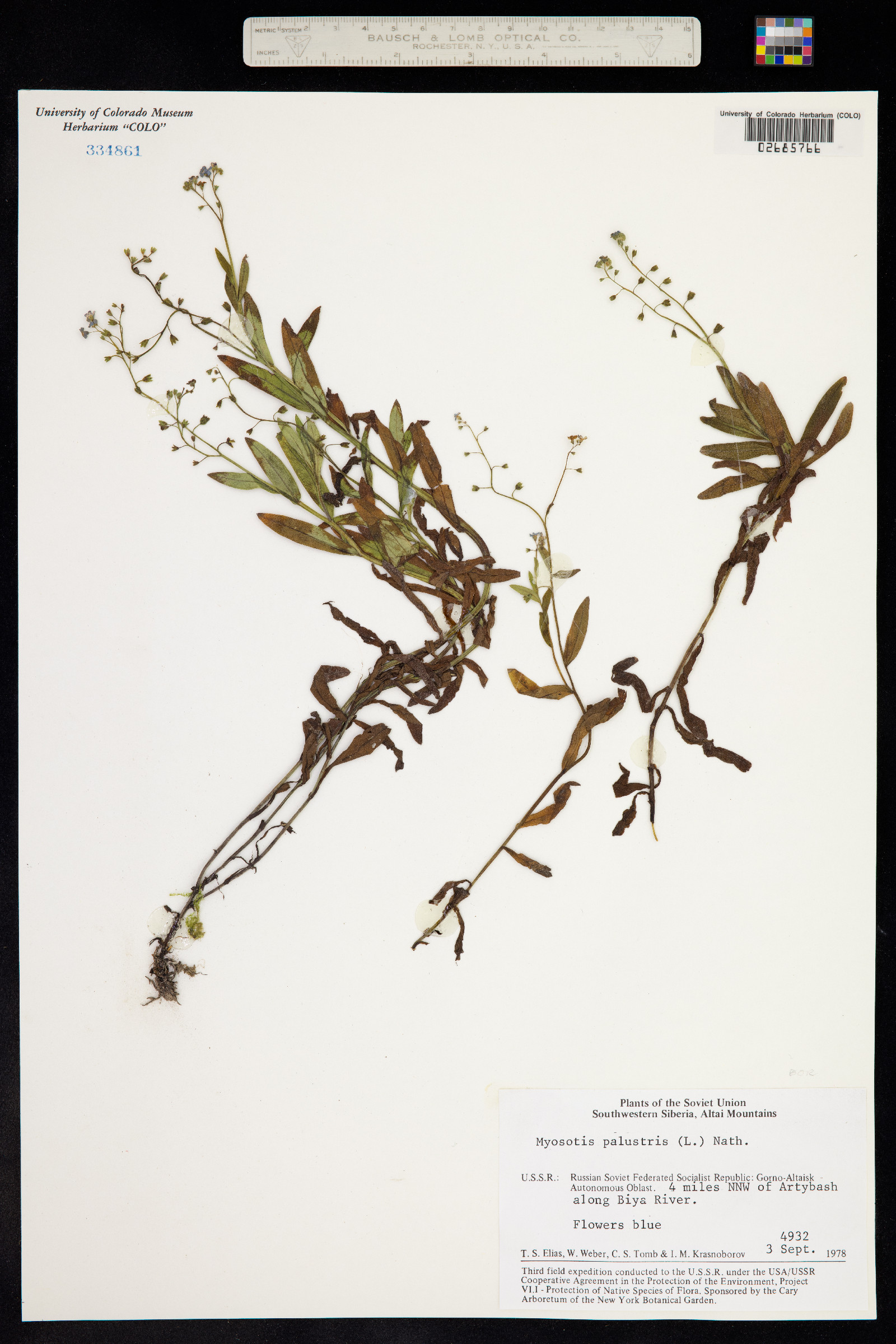 Myosotis scorpioides image