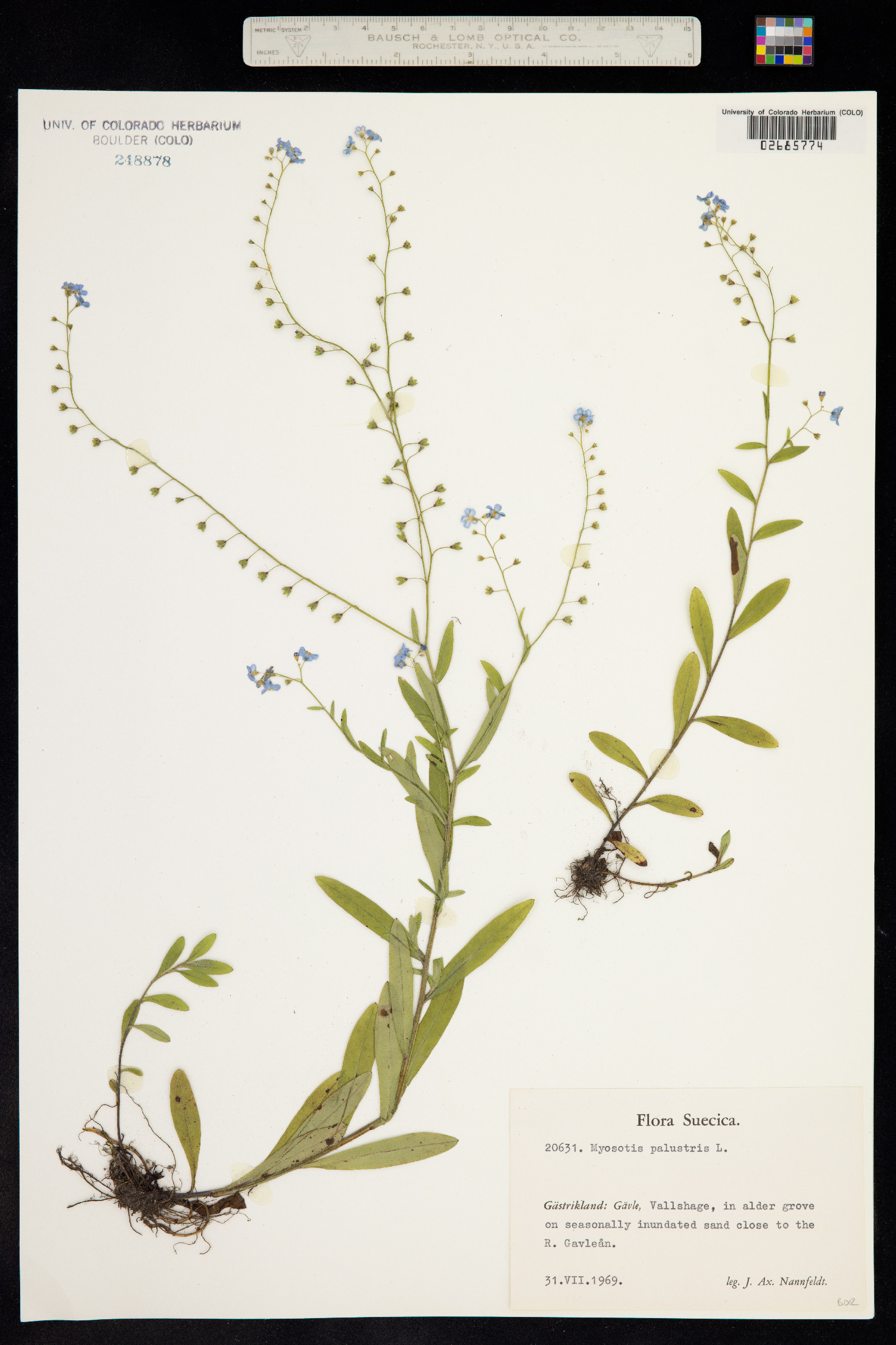 Myosotis image