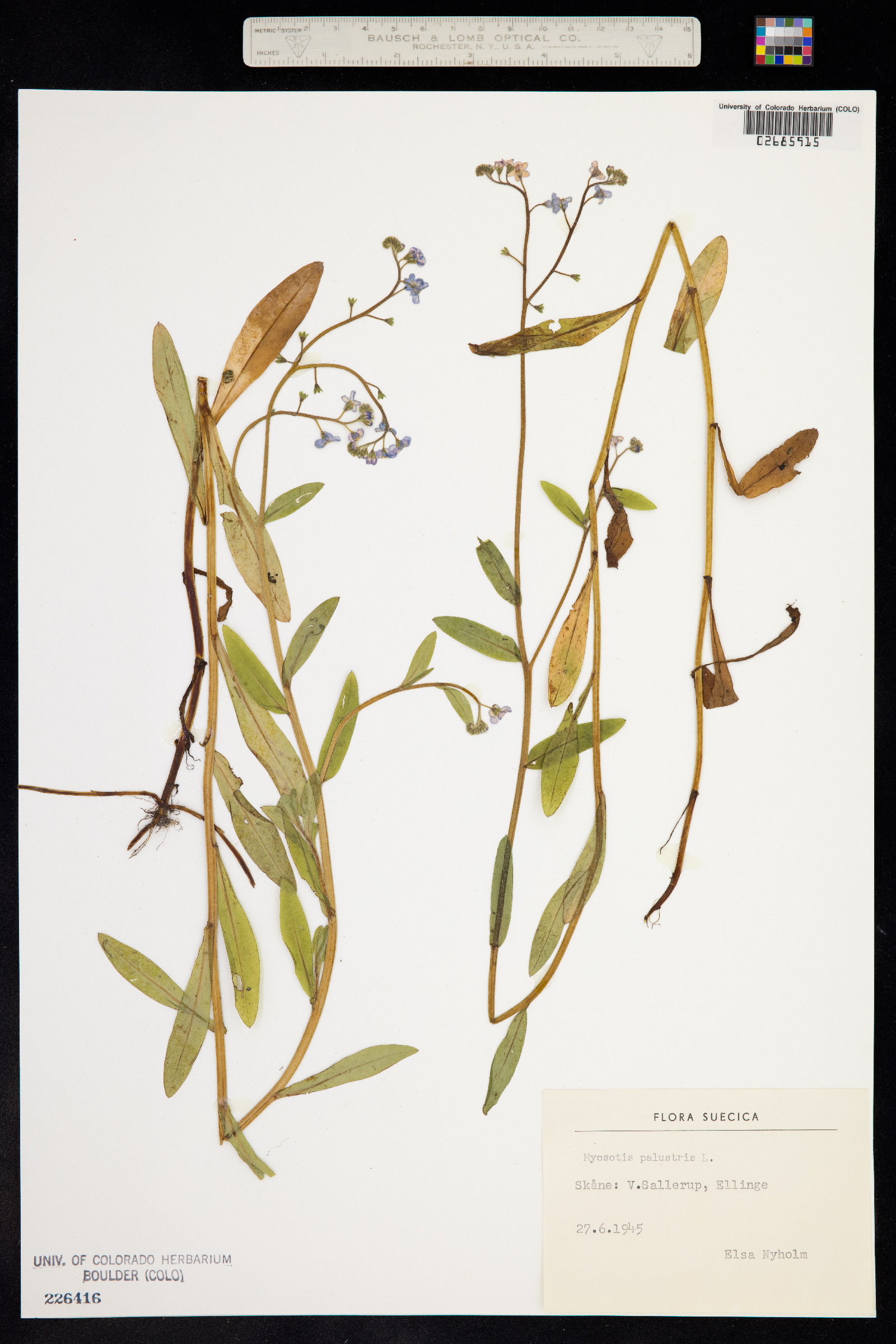 Myosotis scorpioides image