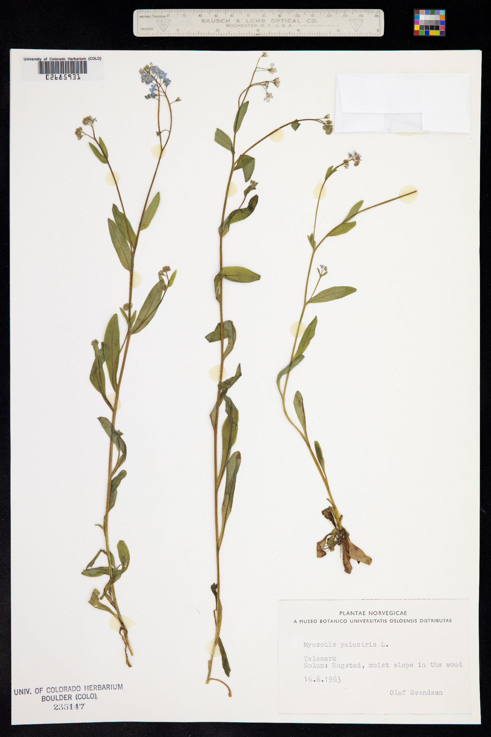Myosotis scorpioides image