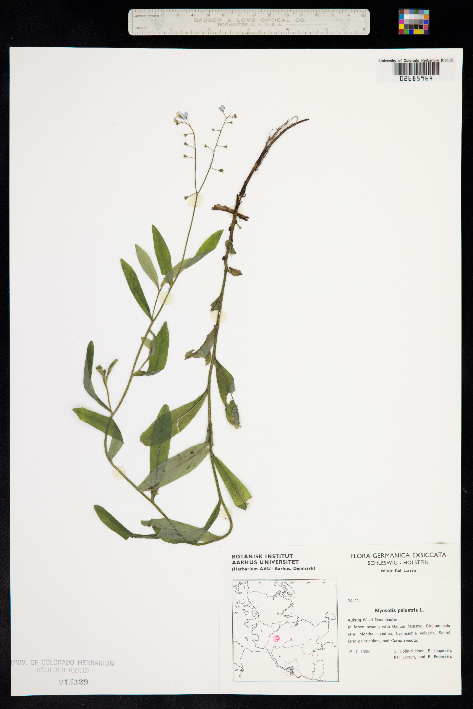 Myosotis scorpioides image