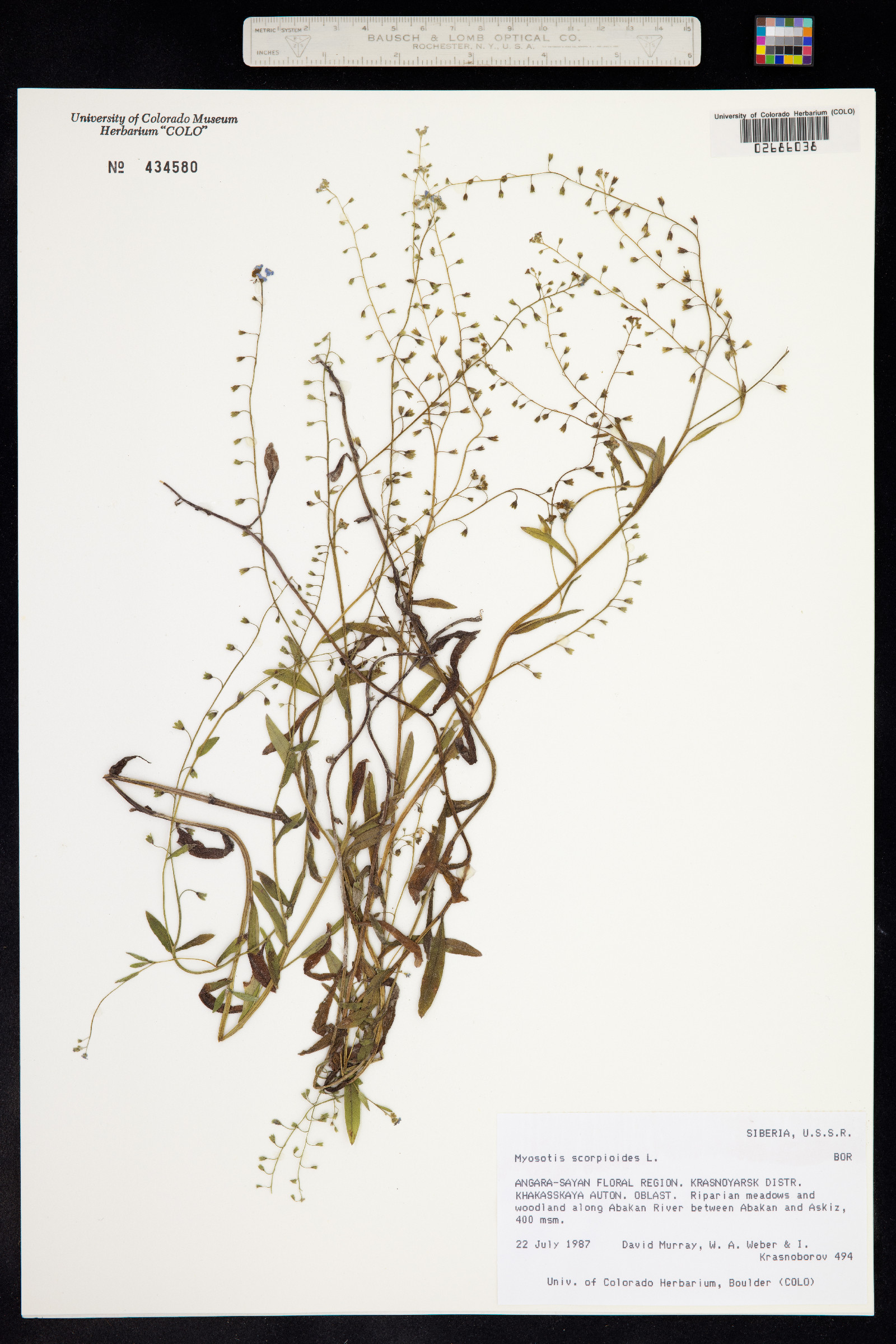Myosotis scorpioides image