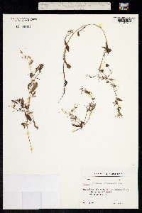 Myosotis sparsiflora image