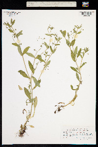 Myosotis sparsiflora image