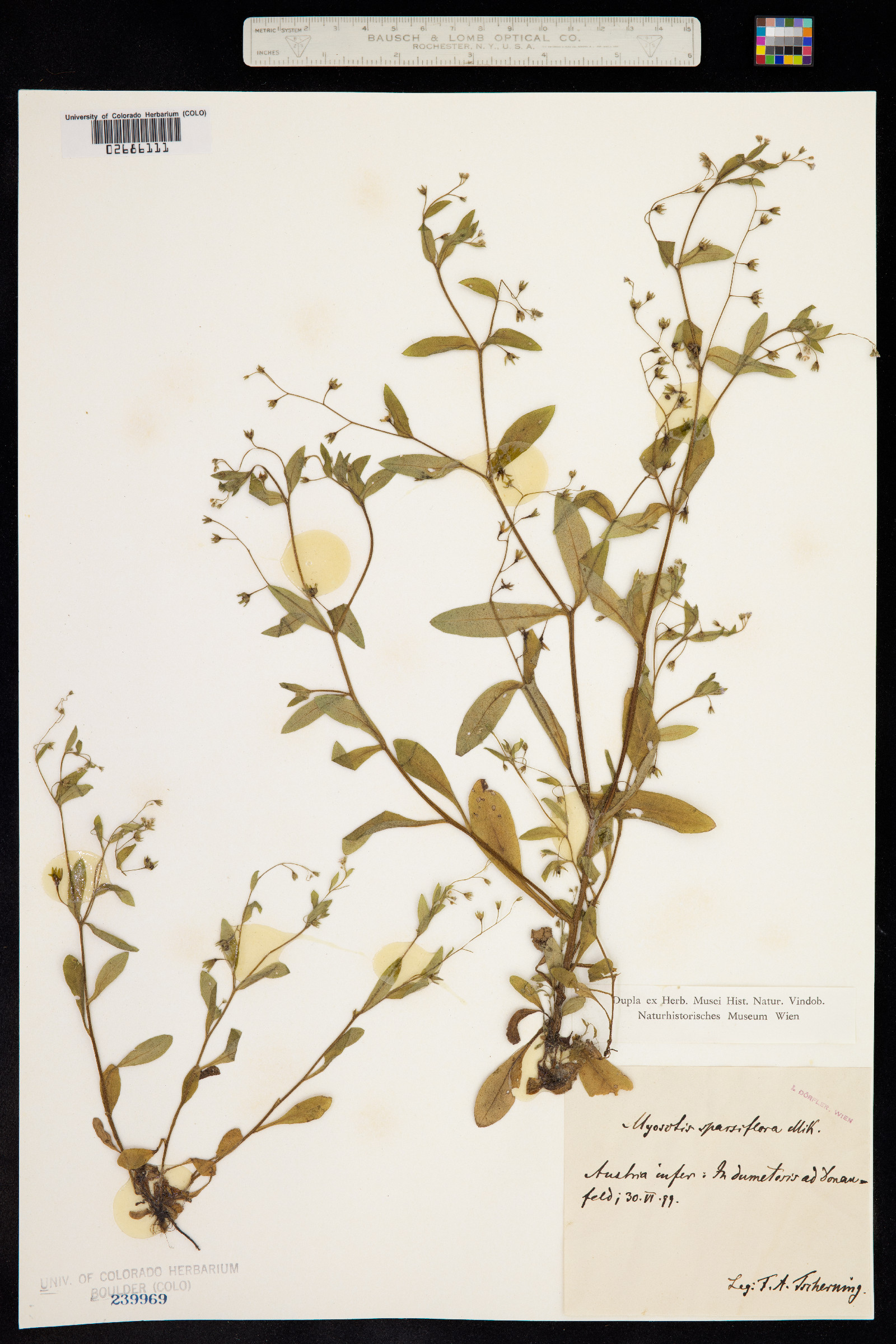 Myosotis sparsiflora image