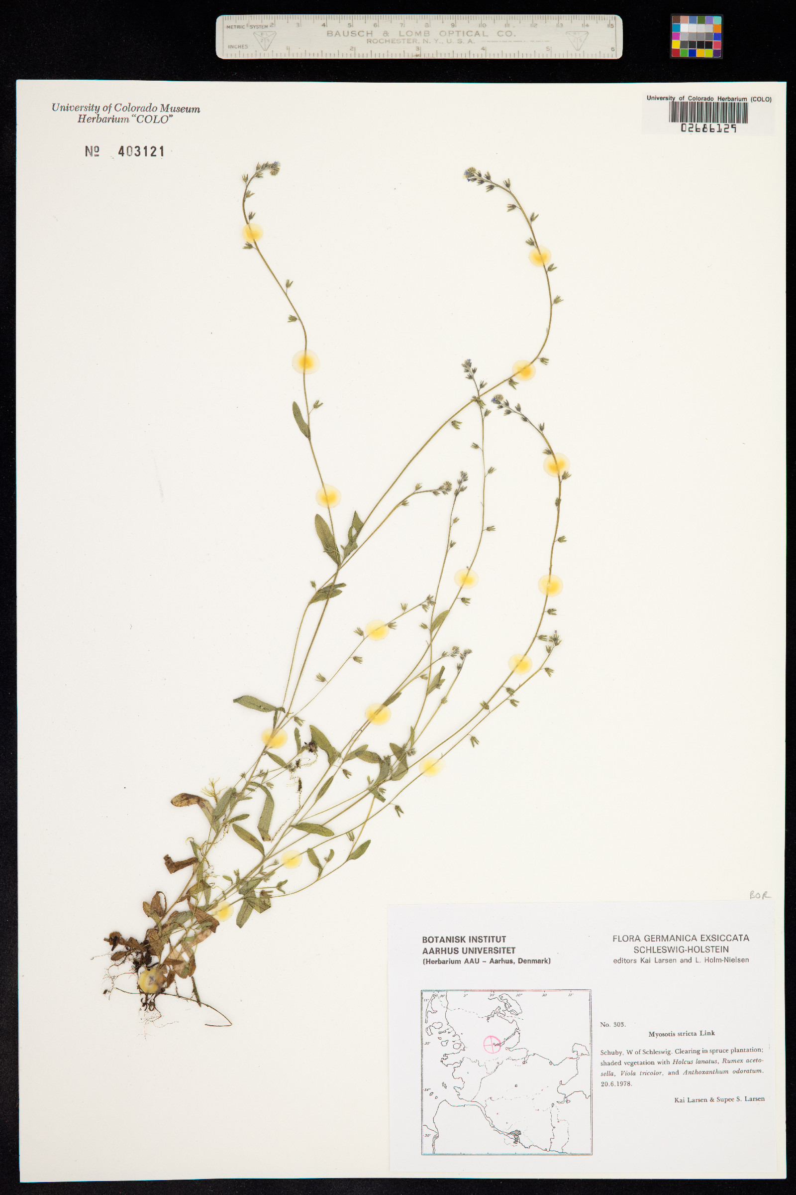Myosotis stricta image