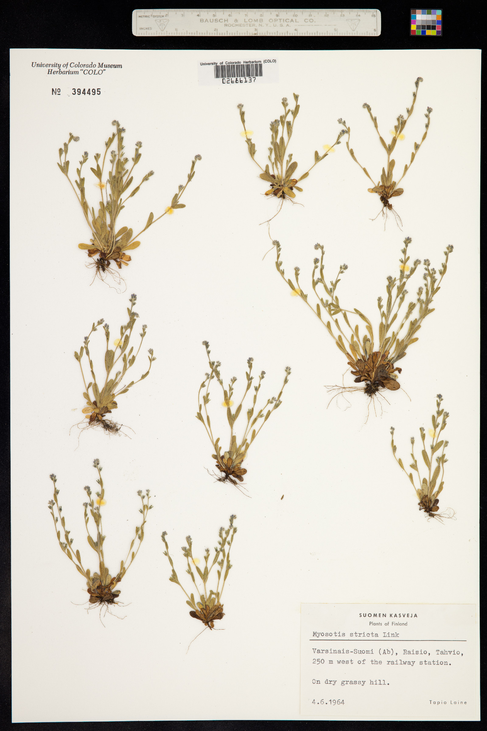 Myosotis stricta image