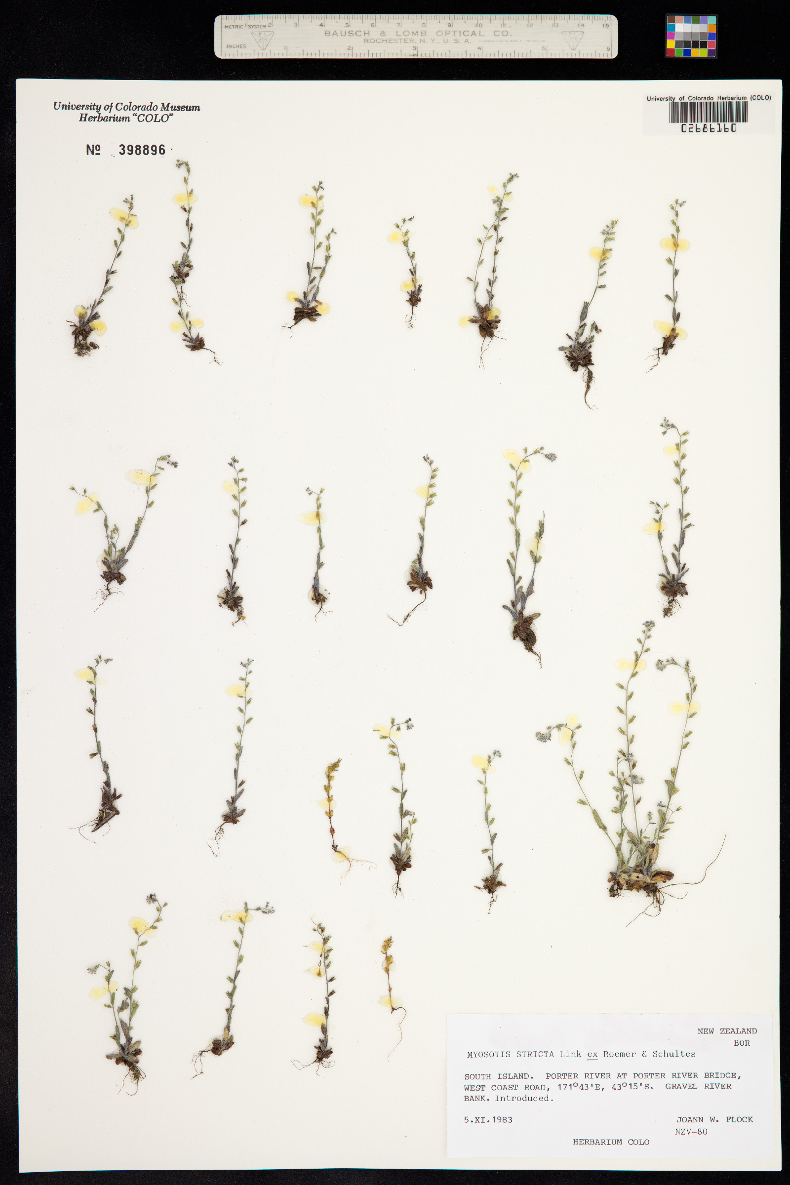 Myosotis stricta image