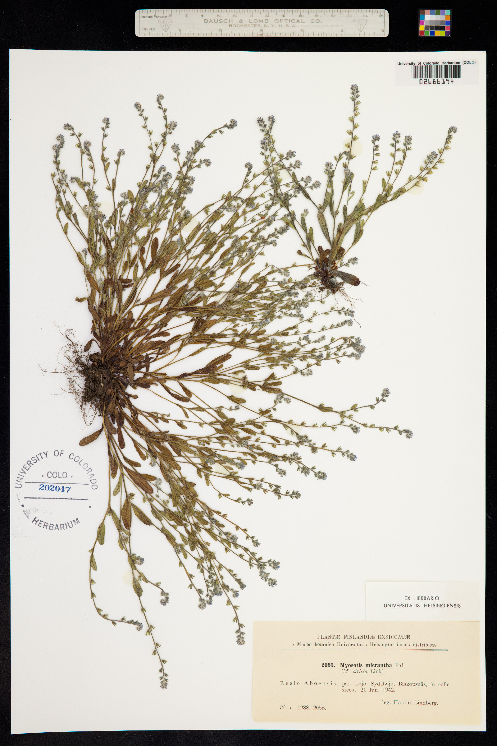 Myosotis stricta image