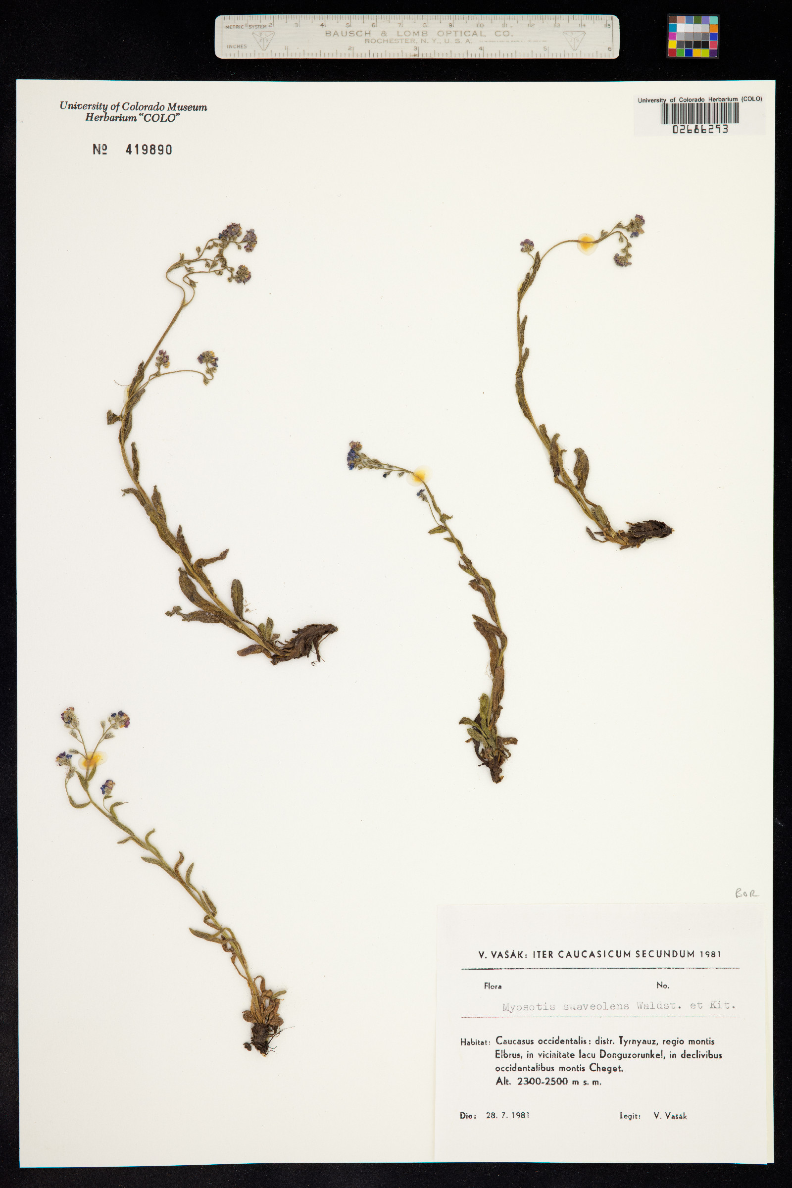 Myosotis suaveolens image