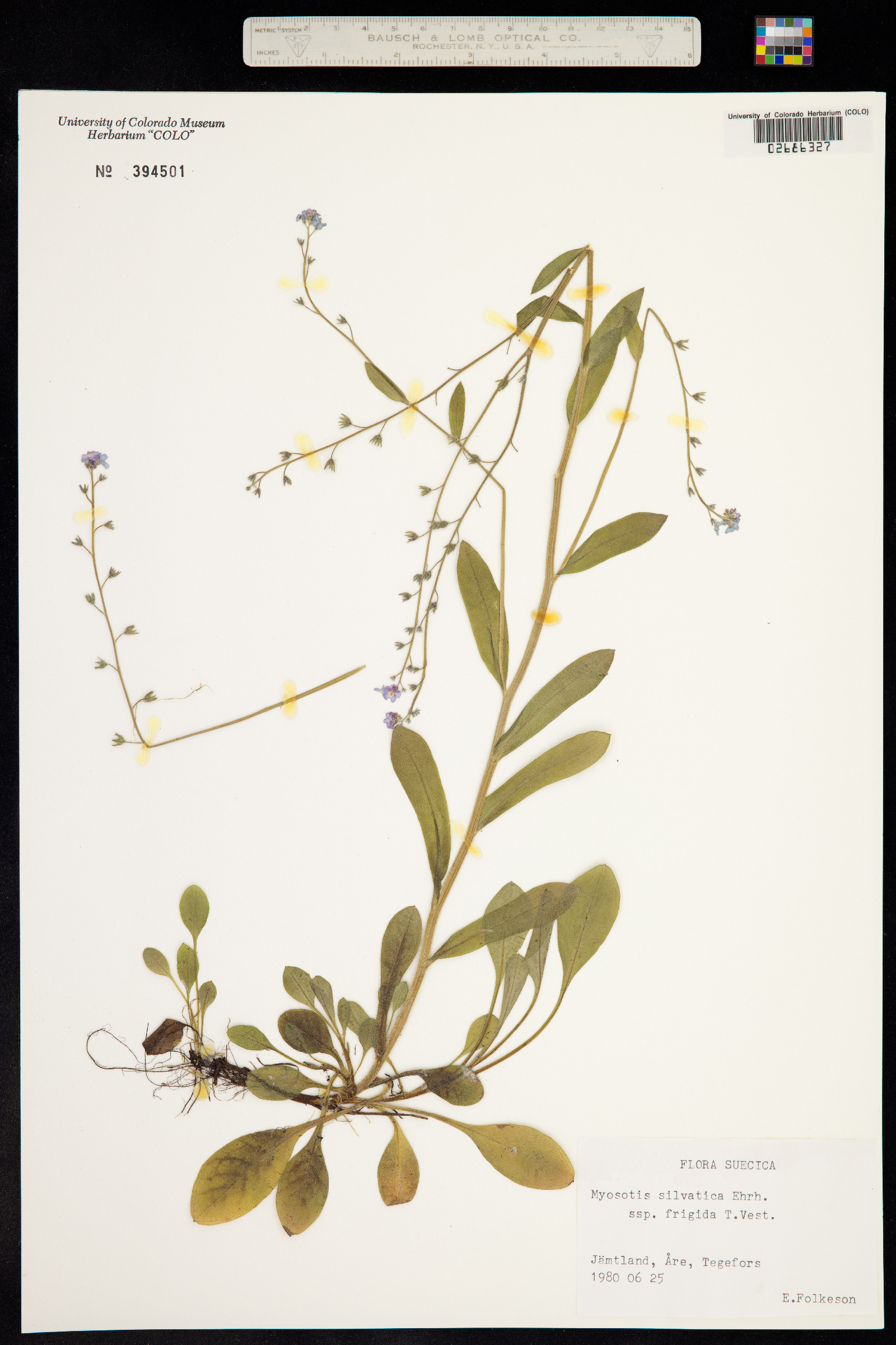 Myosotis sylvatica image