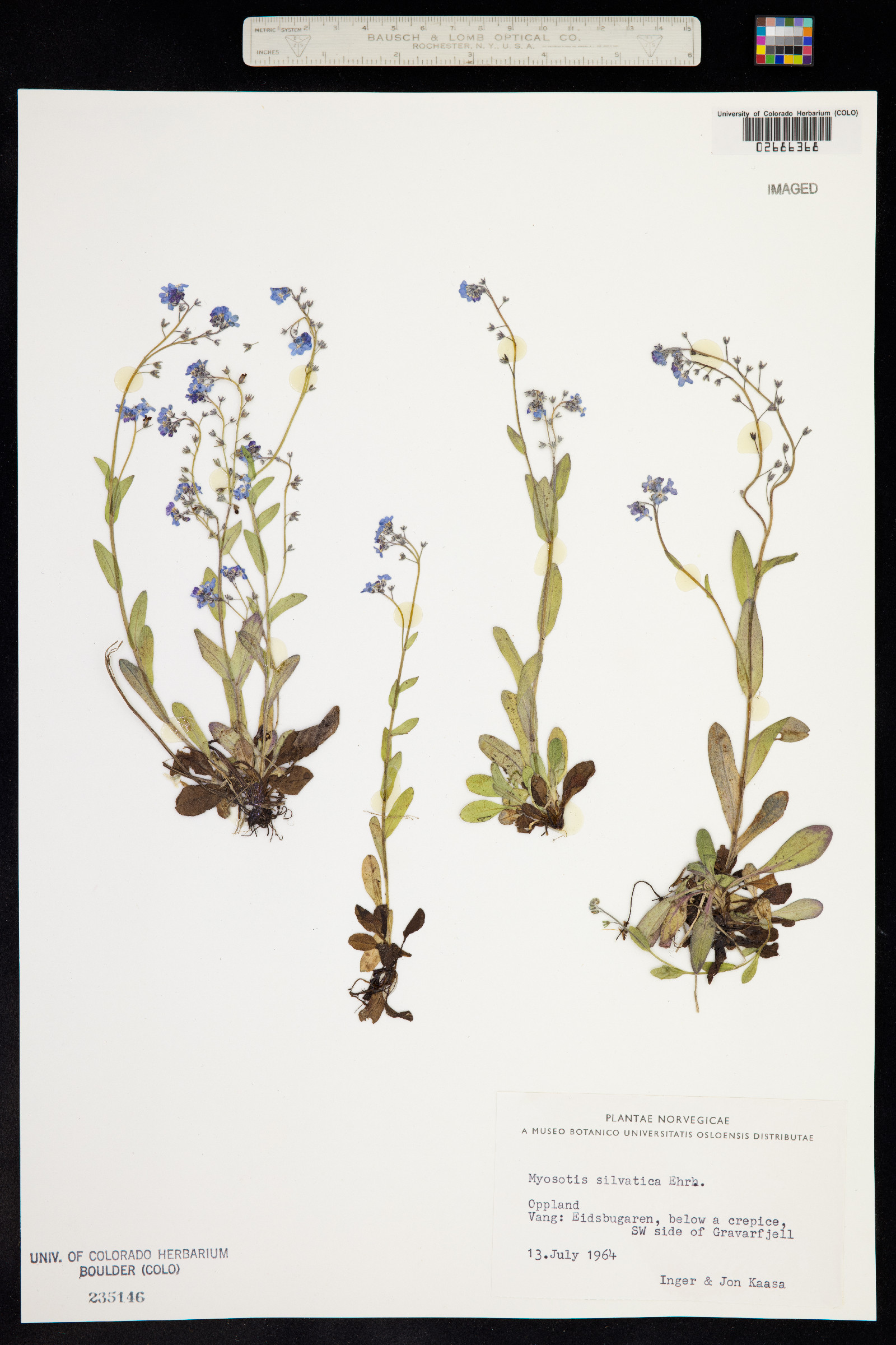 Myosotis sylvatica image