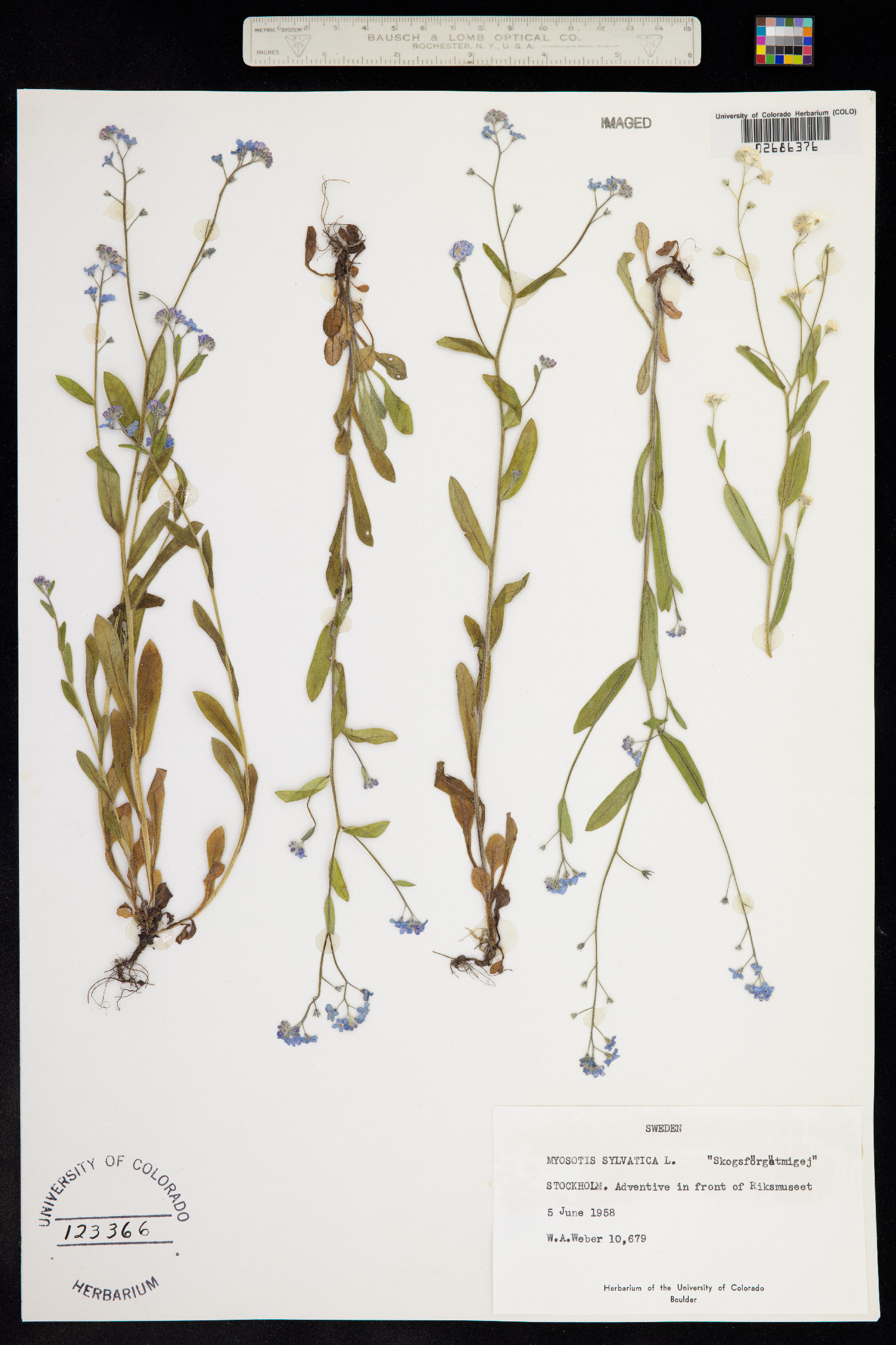 Myosotis sylvatica image