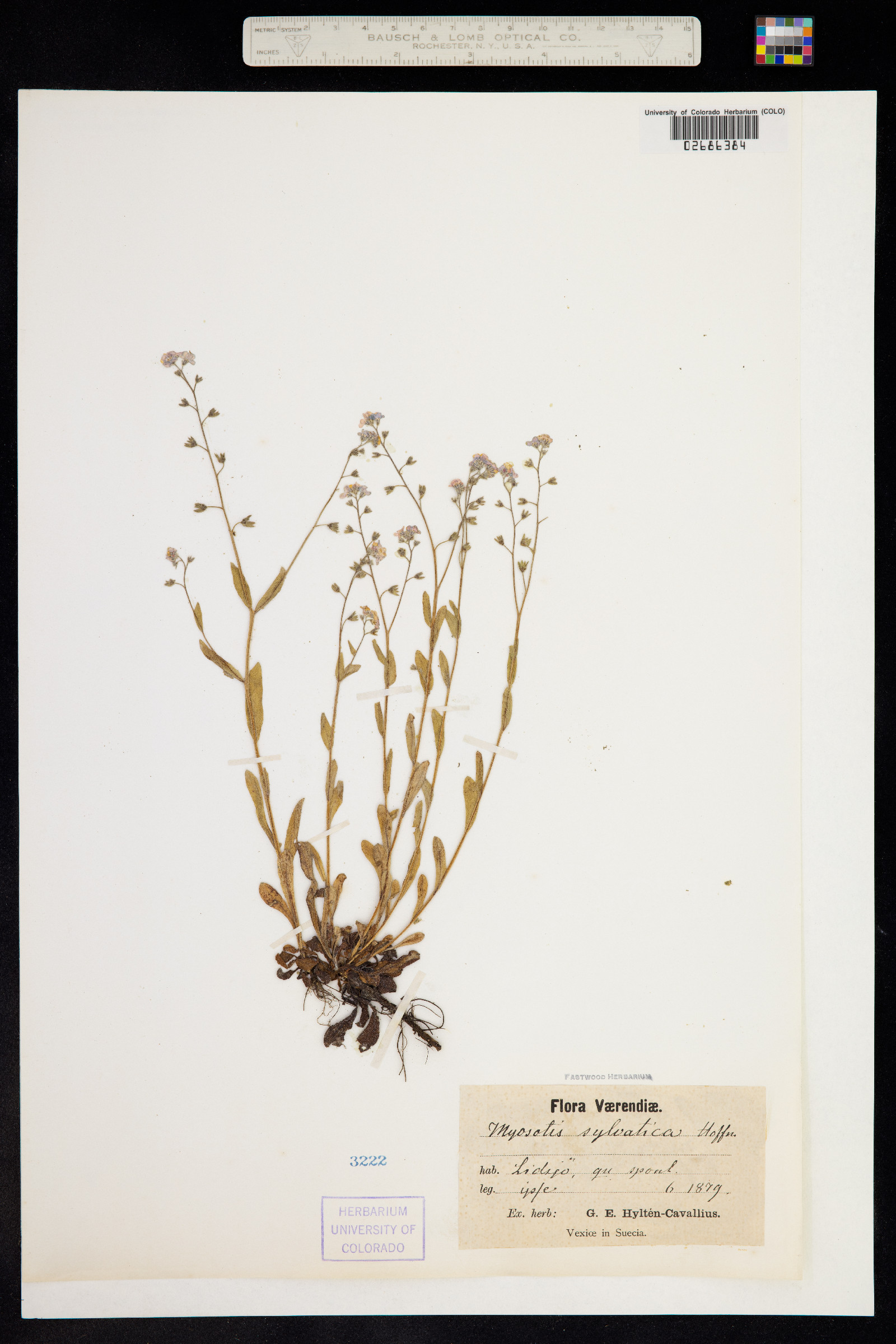 Myosotis image
