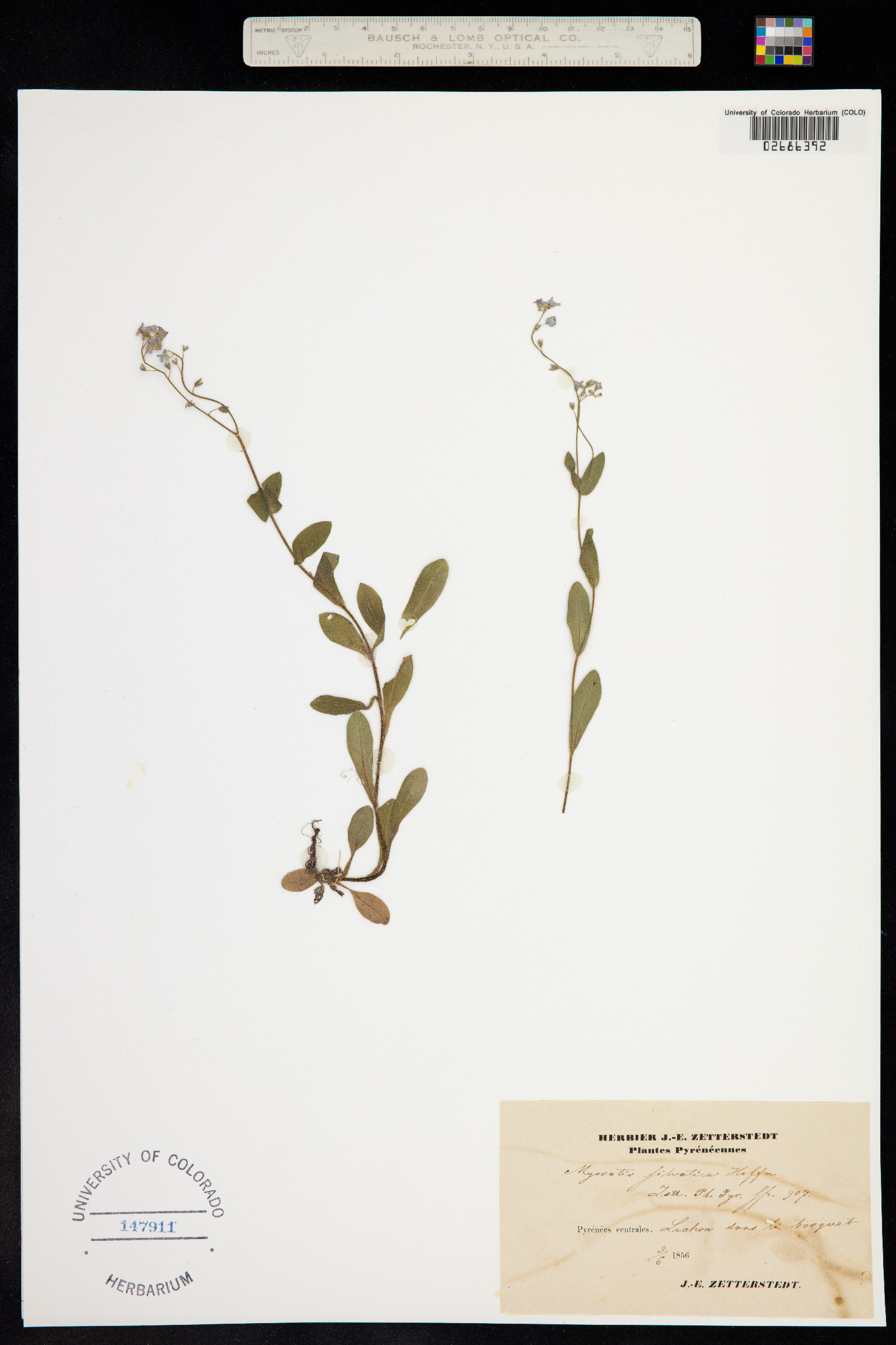 Myosotis sylvatica image