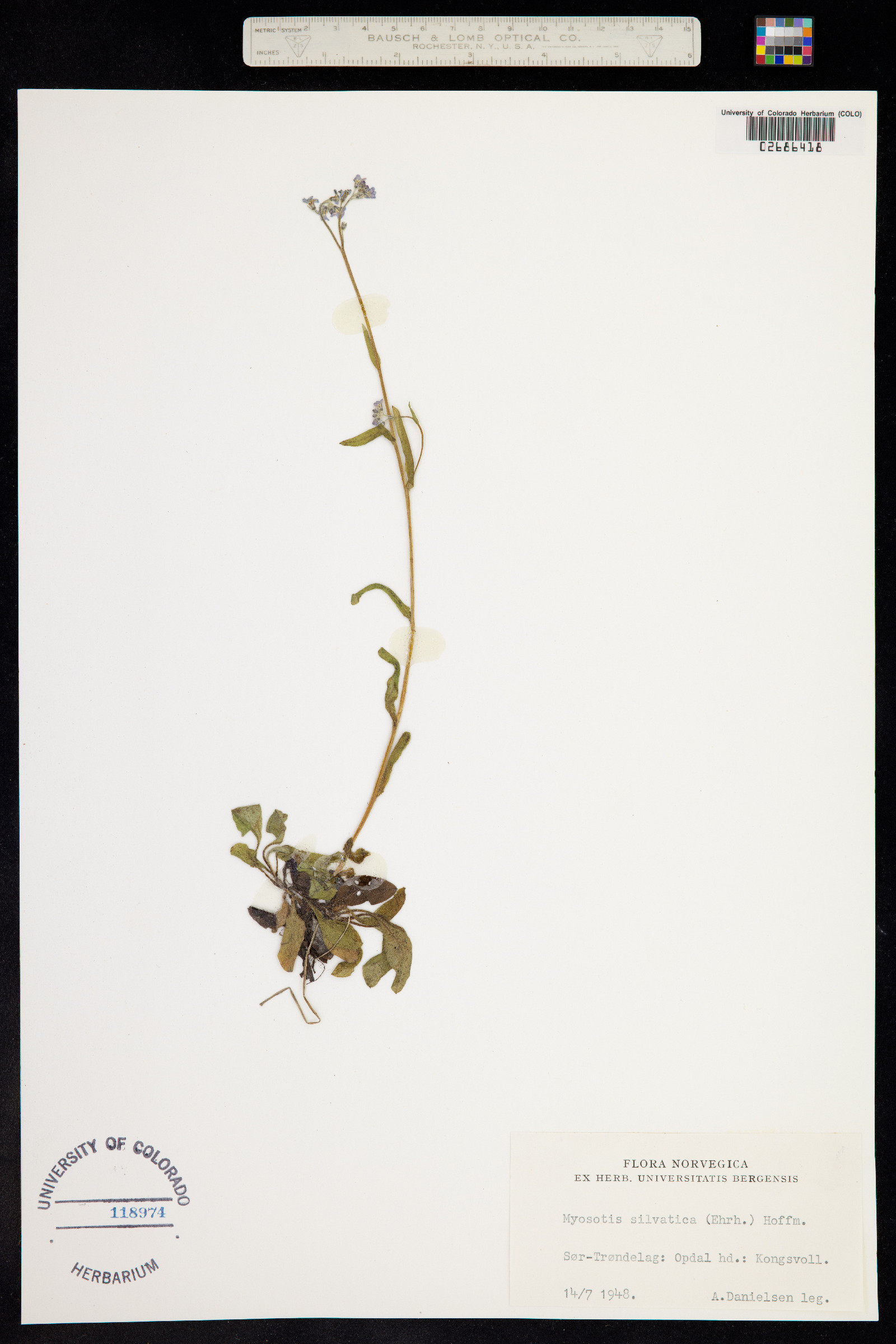 Myosotis sylvatica image